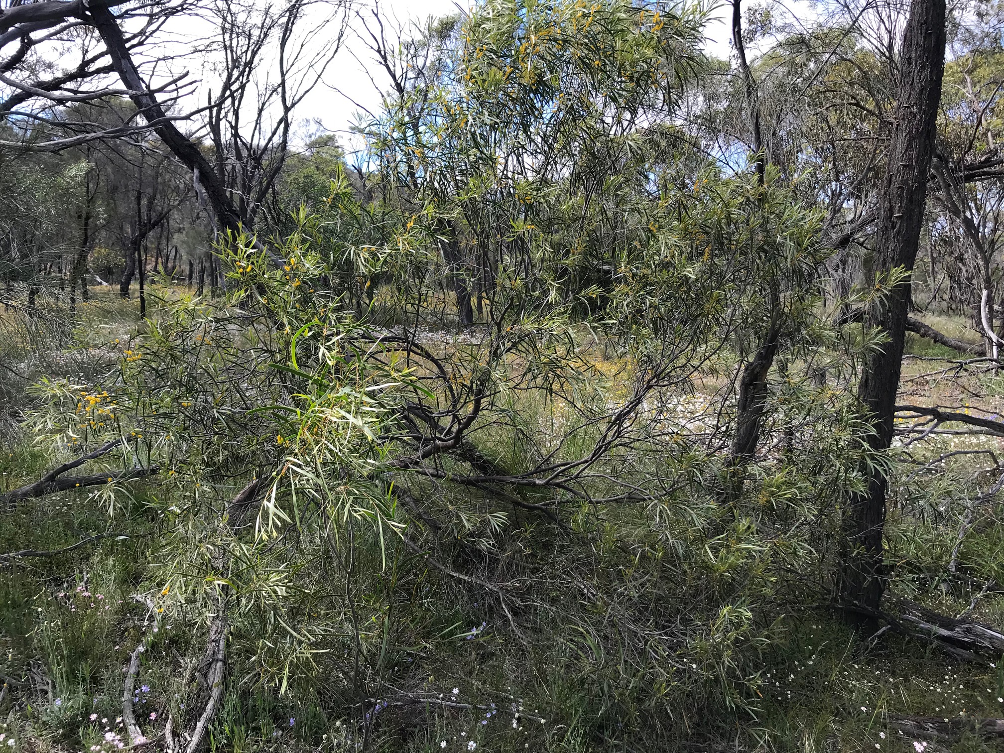 acacia acuminata