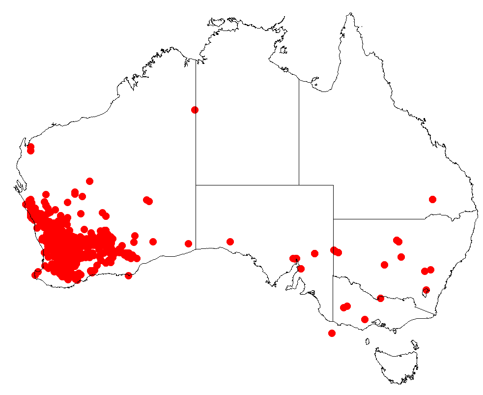 acacia acuminata