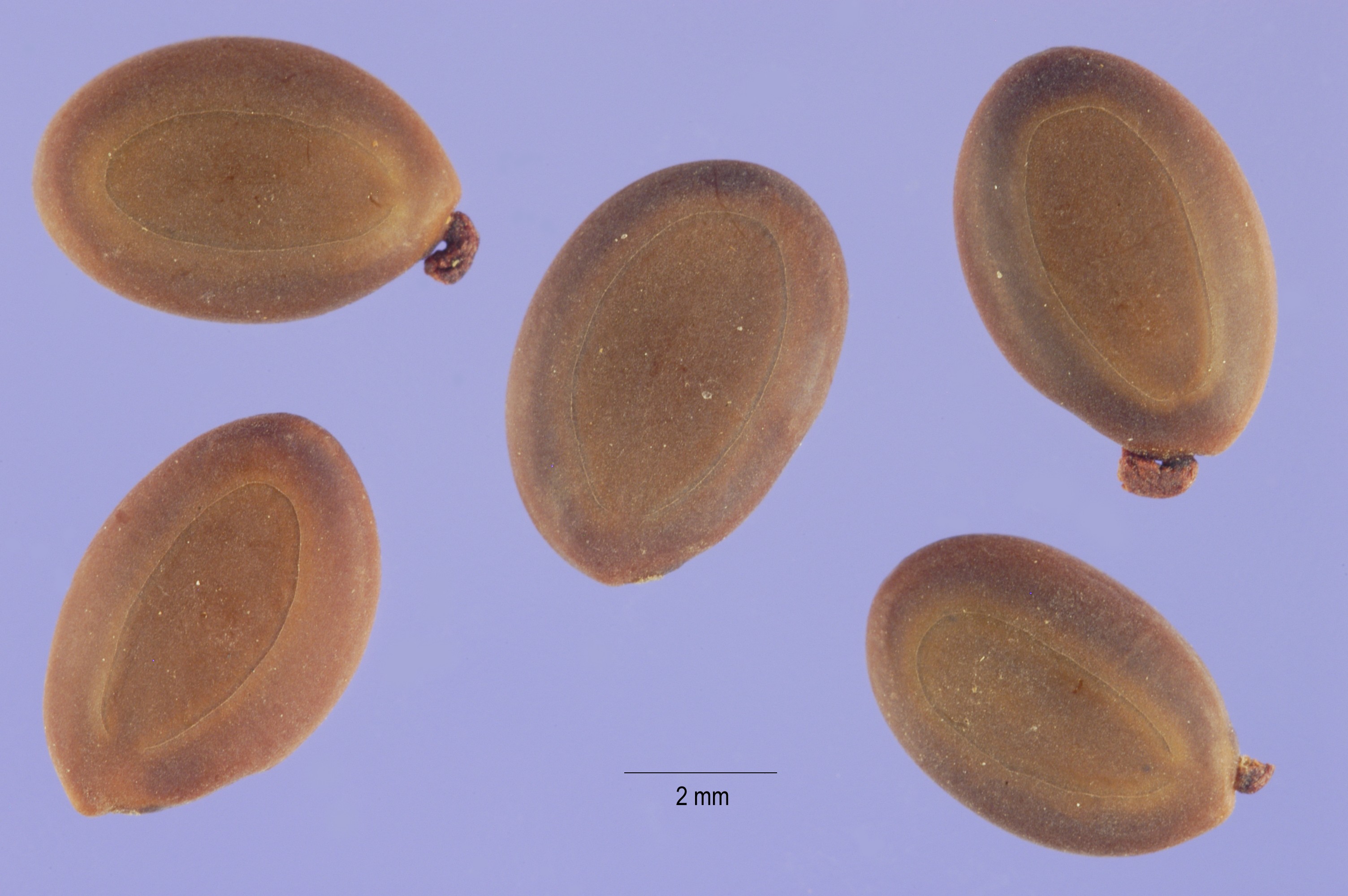acacia confusa