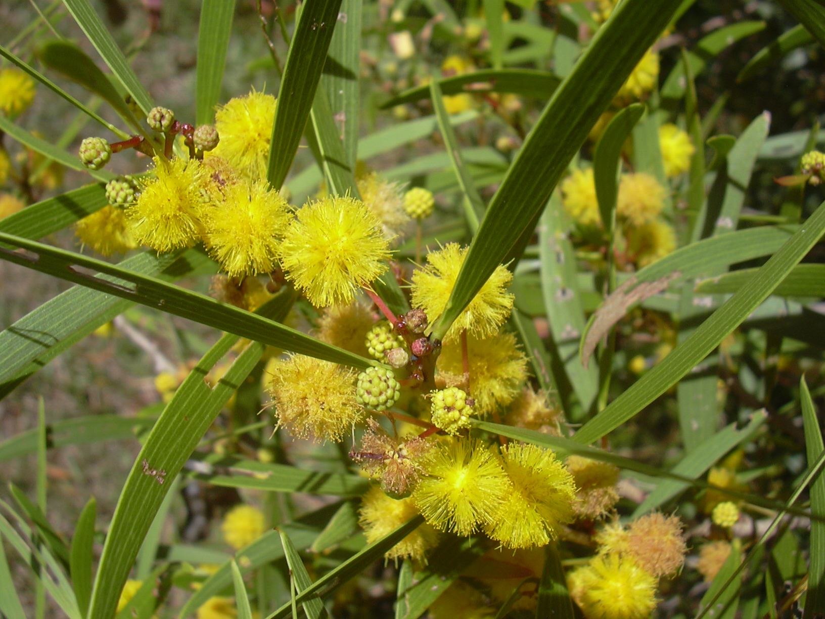 acacia confusa