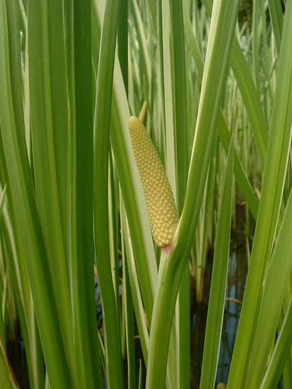 Acorus calamus (Sweet Flag)