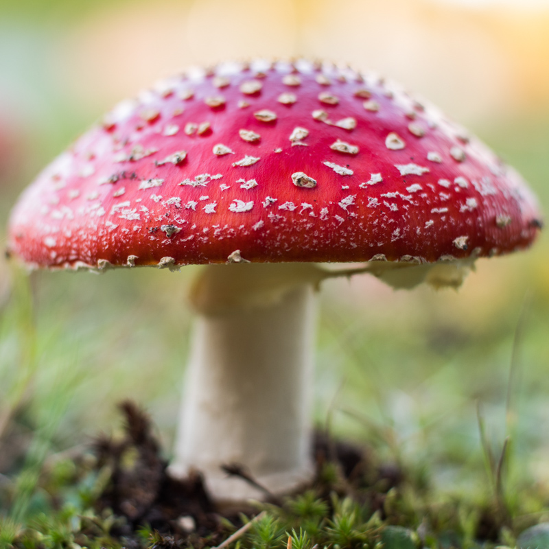 amanita muscaria