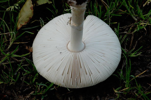 amanita pantherina