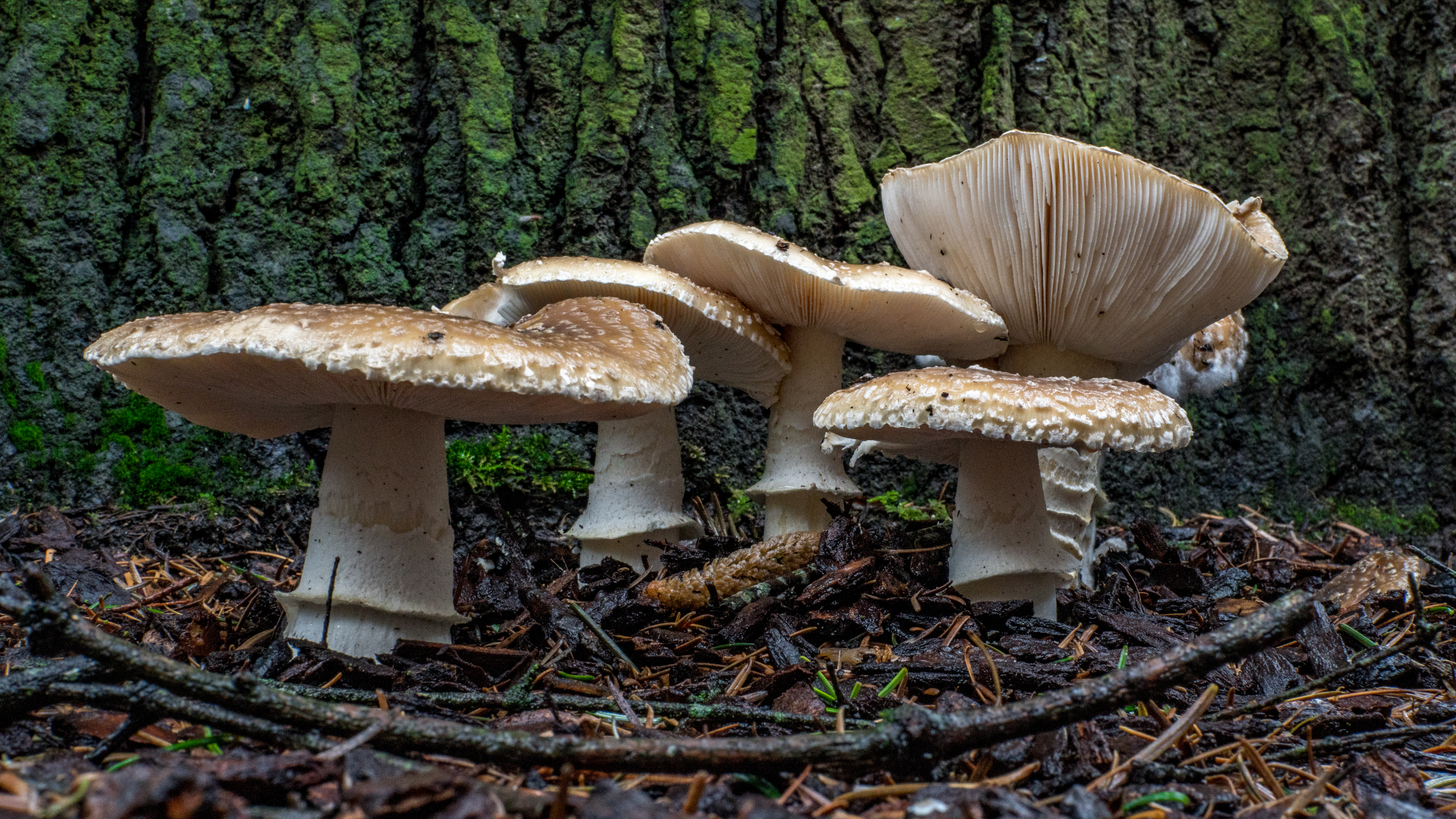 amanita pantherina