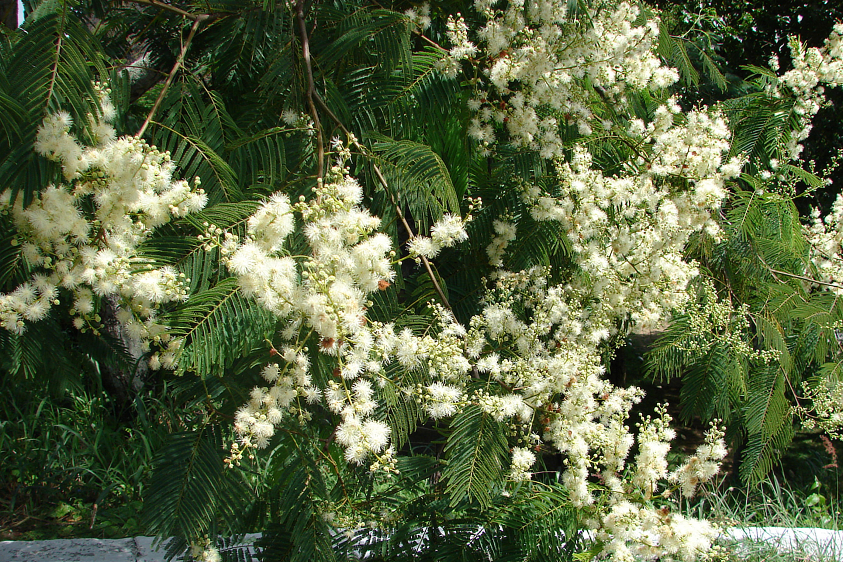 anadenanthera colubrina