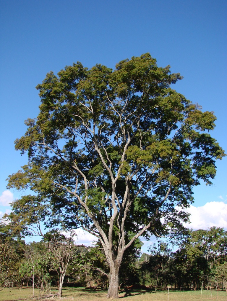 Anadenanthera colubrina (Cebil)