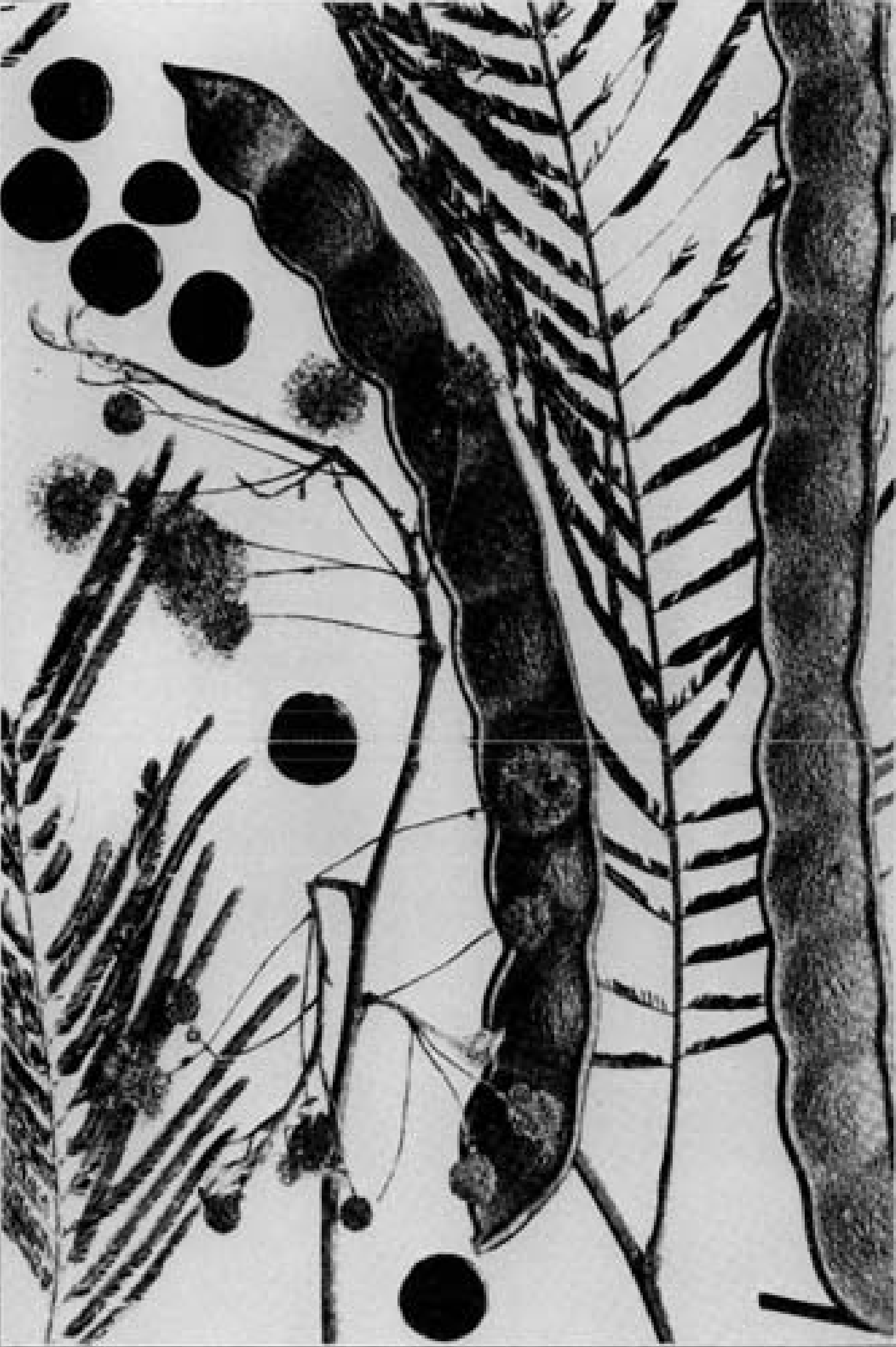 anadenanthera peregrina