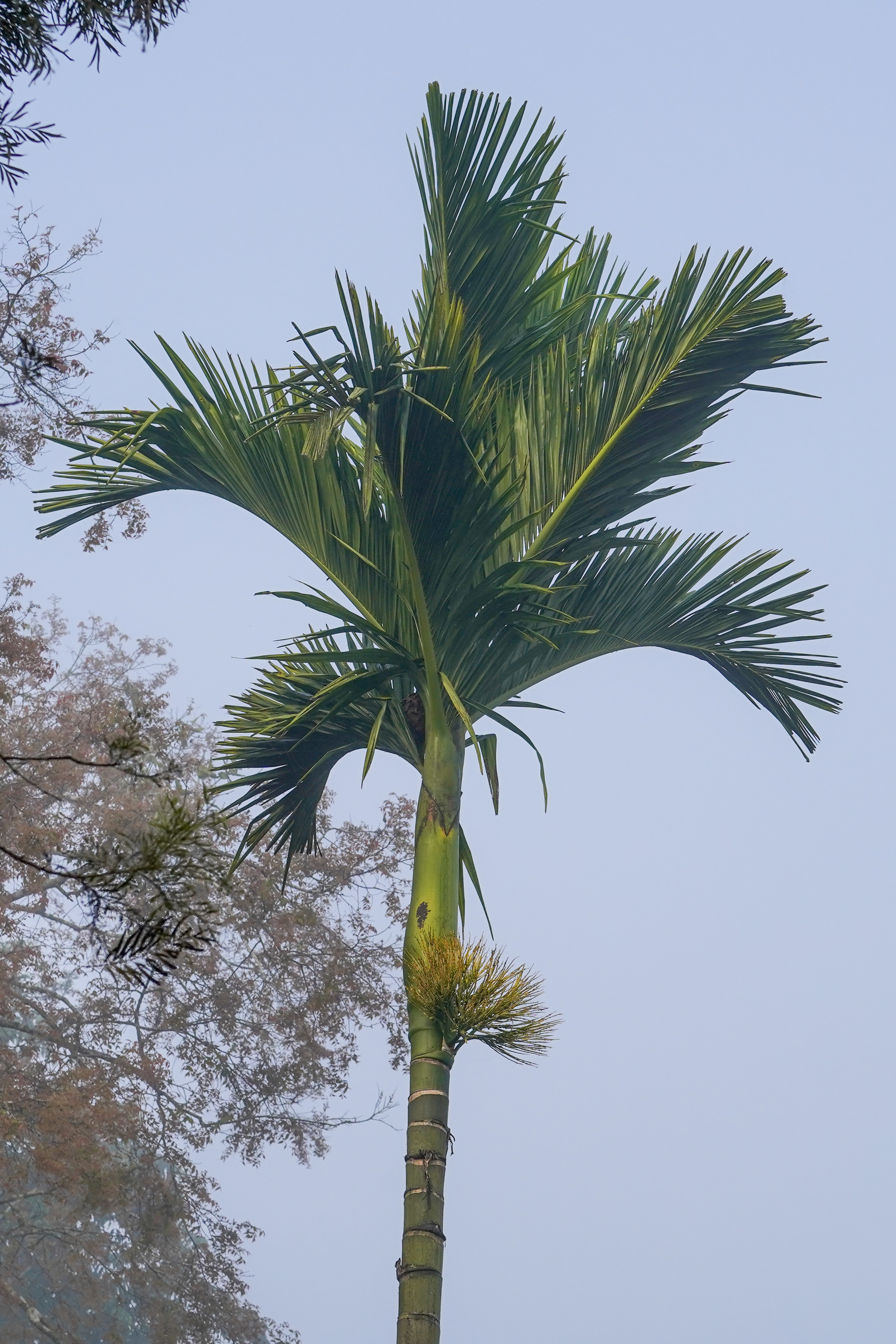 Areca catechu (Areca Palm)