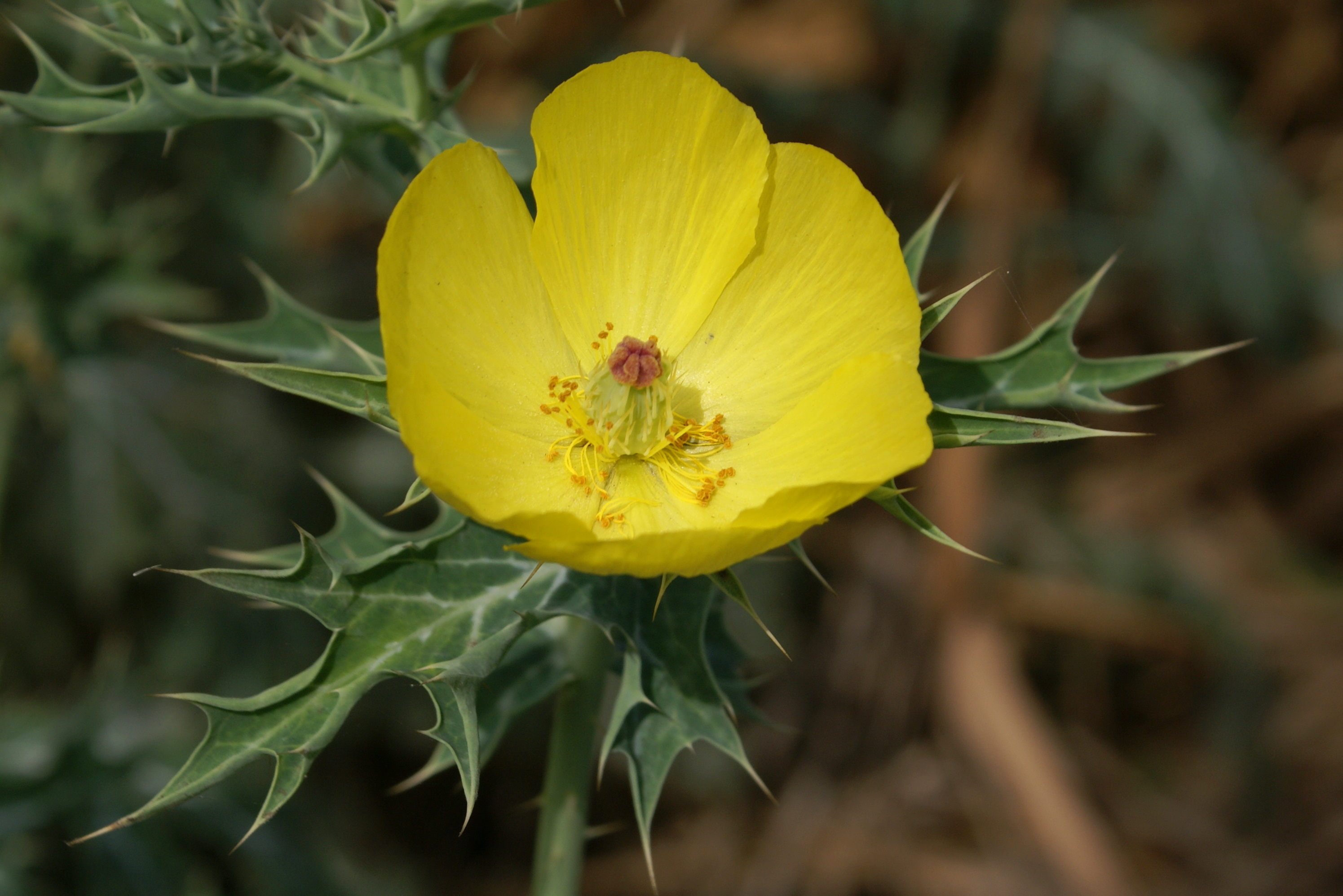 Argemone mexicana (Mexican Prickly Poppy)