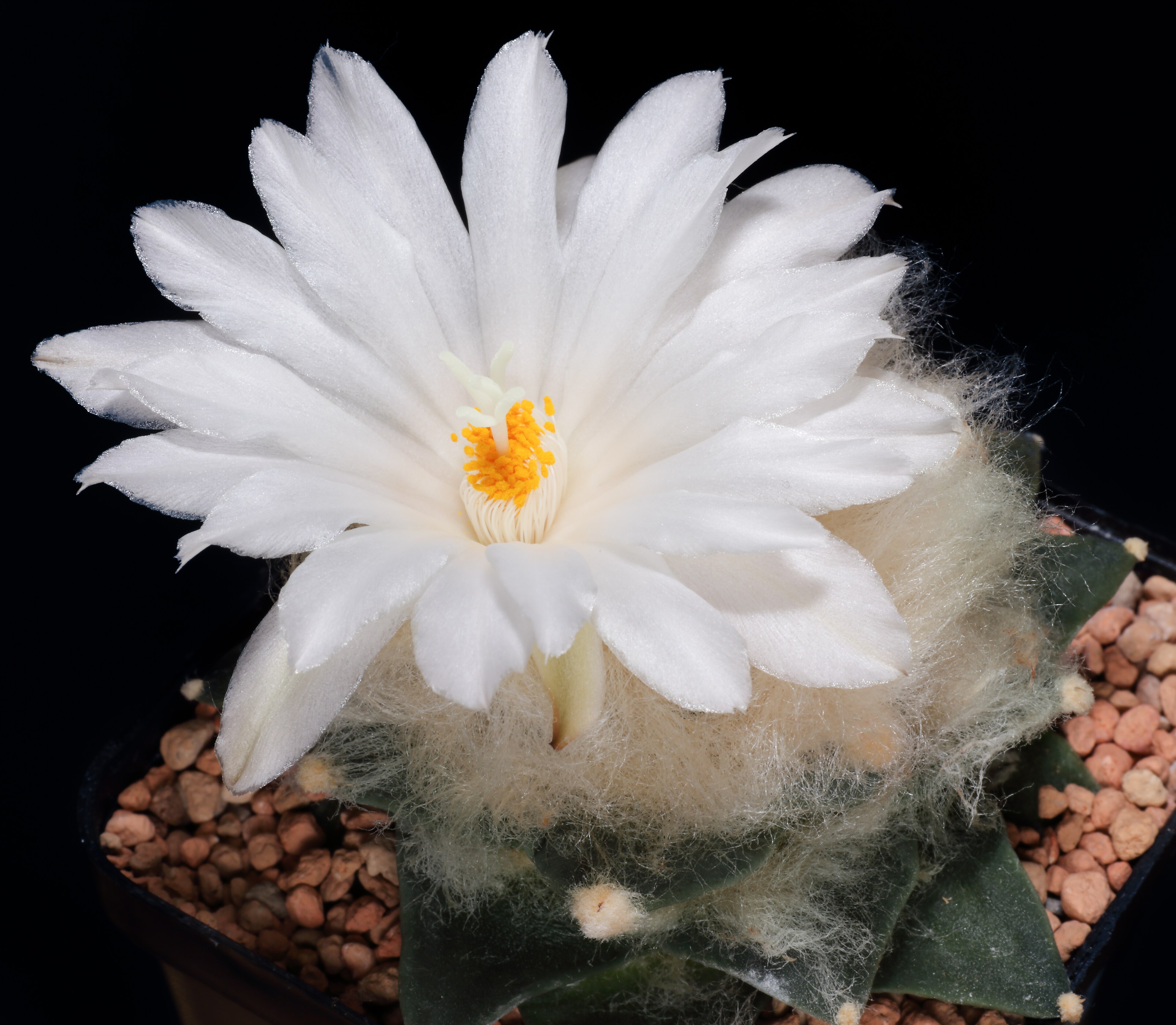 Ariocarpus retusus (Living Rock Cactus)