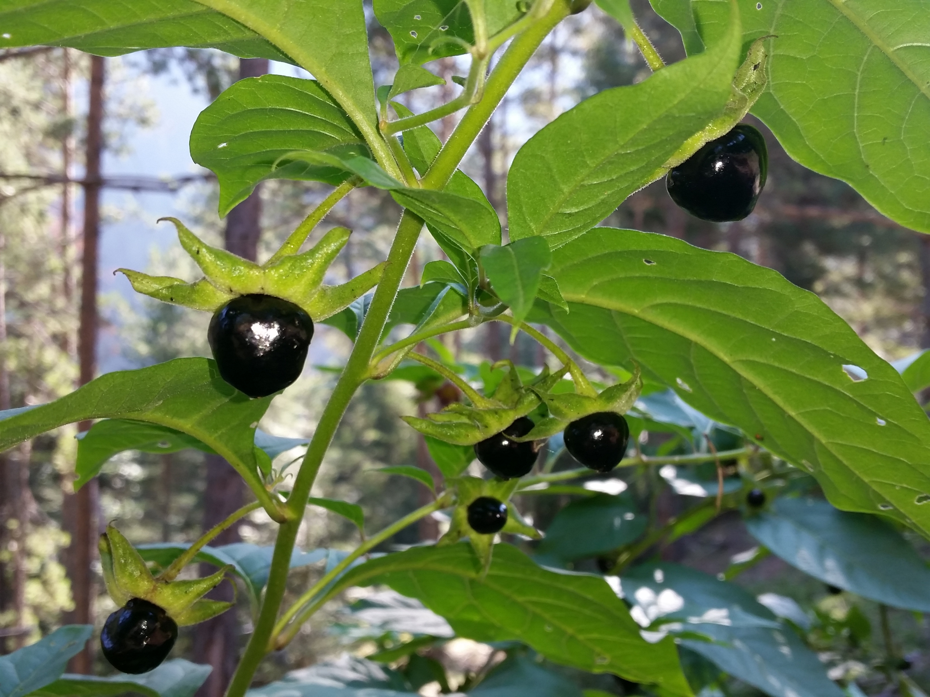 Atropa belladonna (Deadly Nightshade)