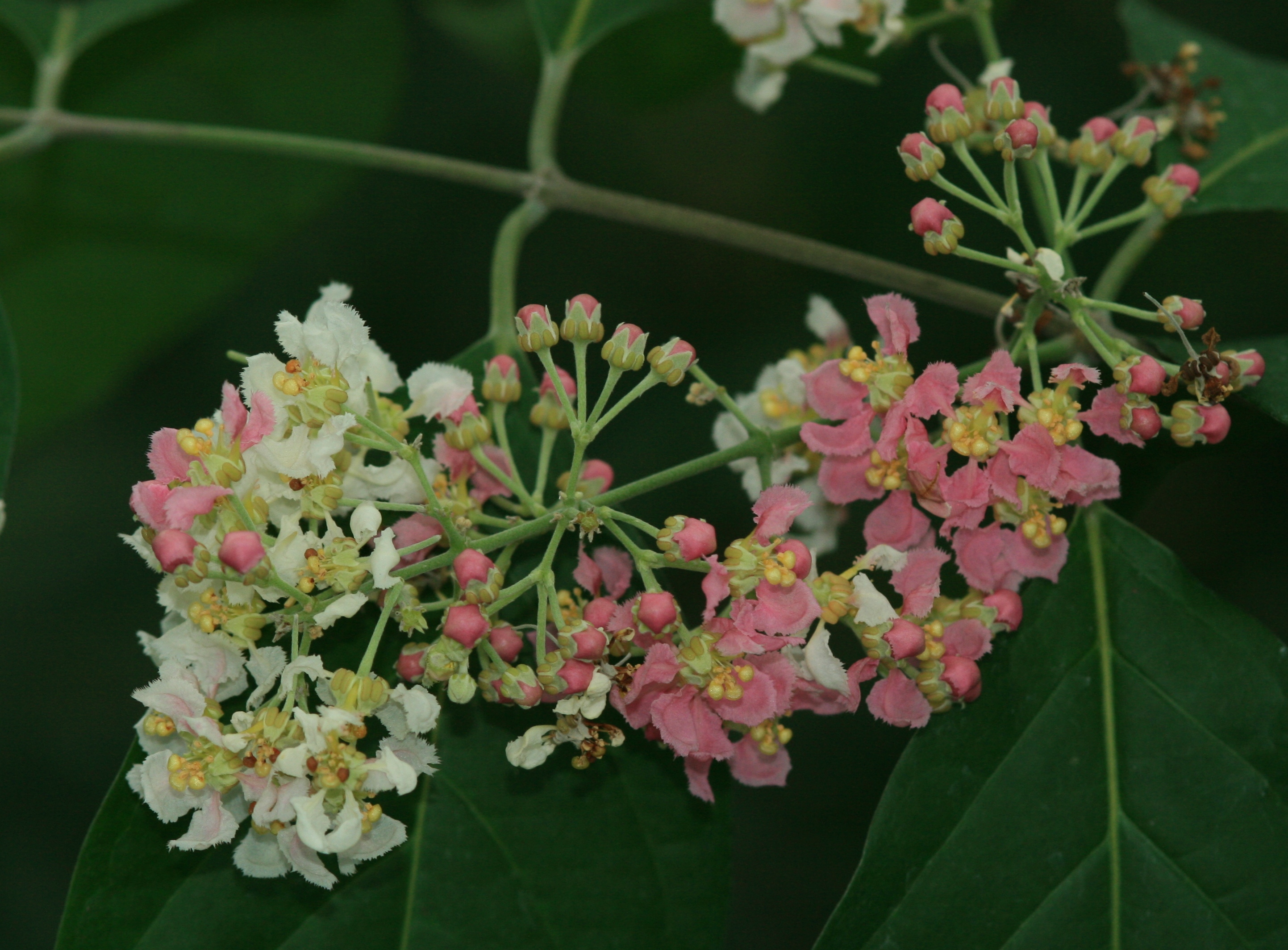 banisteriopsis caapi