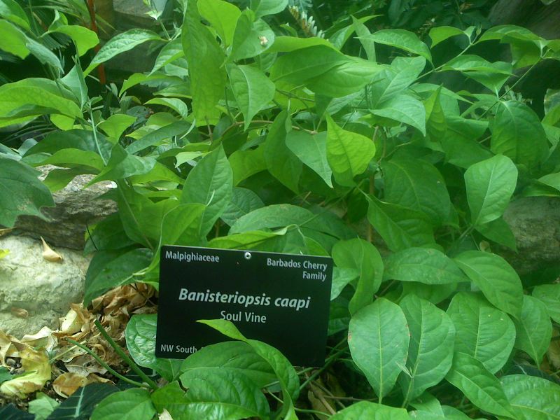 Banisteriopsis caapi (Ayahuasca vine)