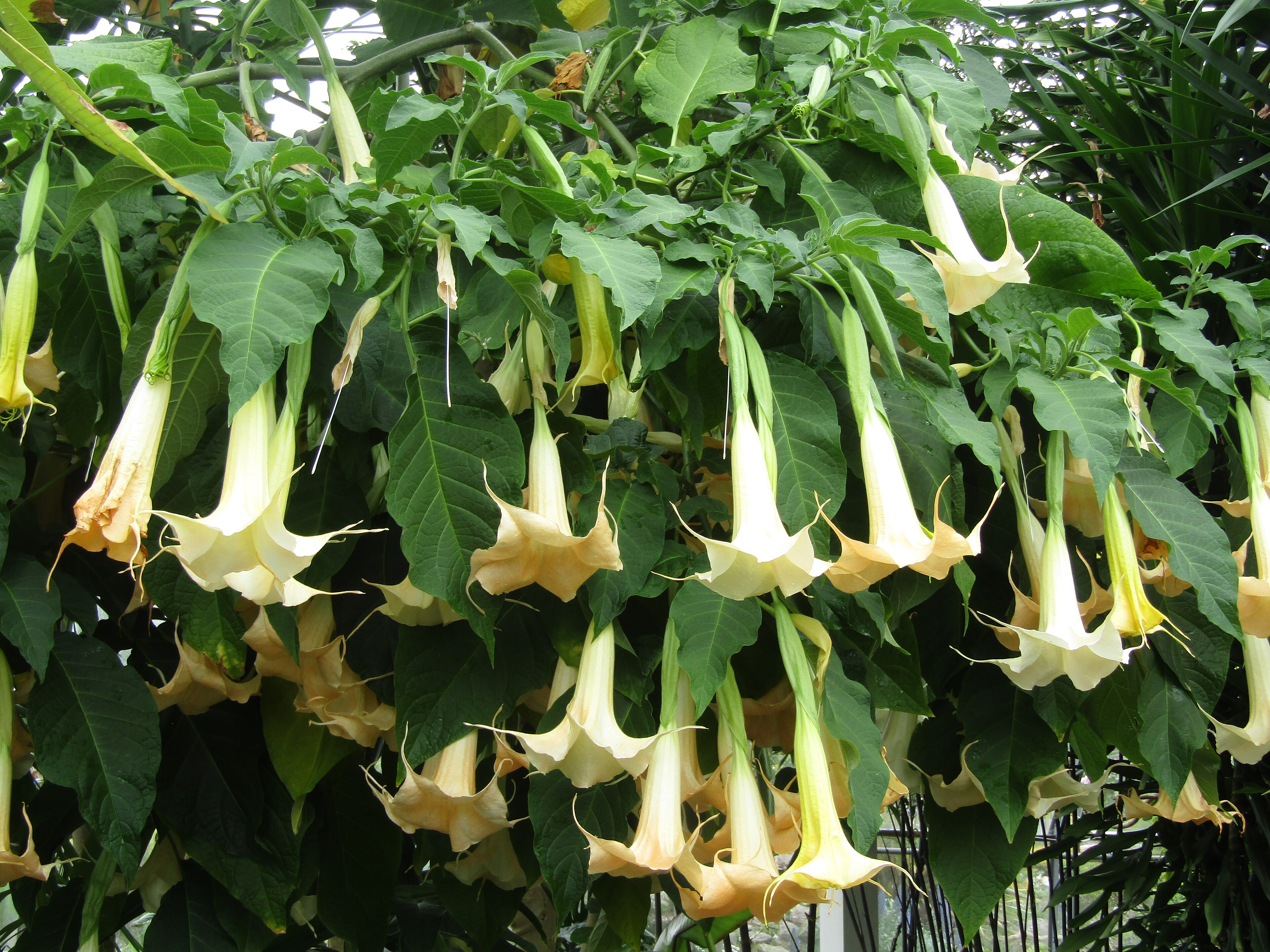 Brugmansia suaveolens (Angel's Trumpet)
