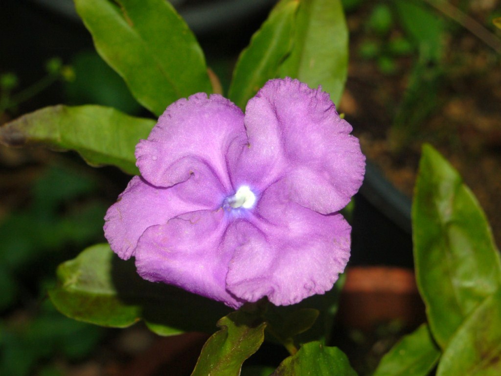Brunfelsia grandiflora (Chiric Sanango)