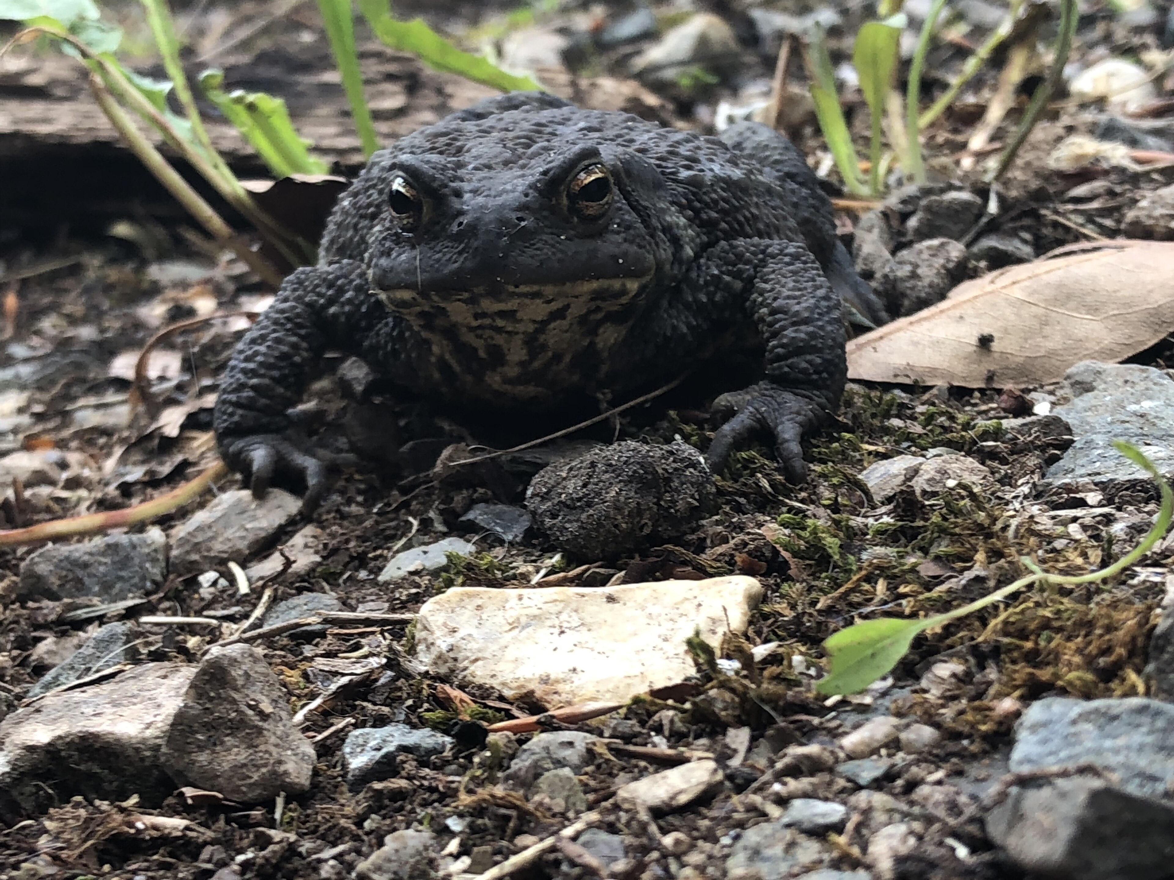 Bufo bufo (Common Toad)