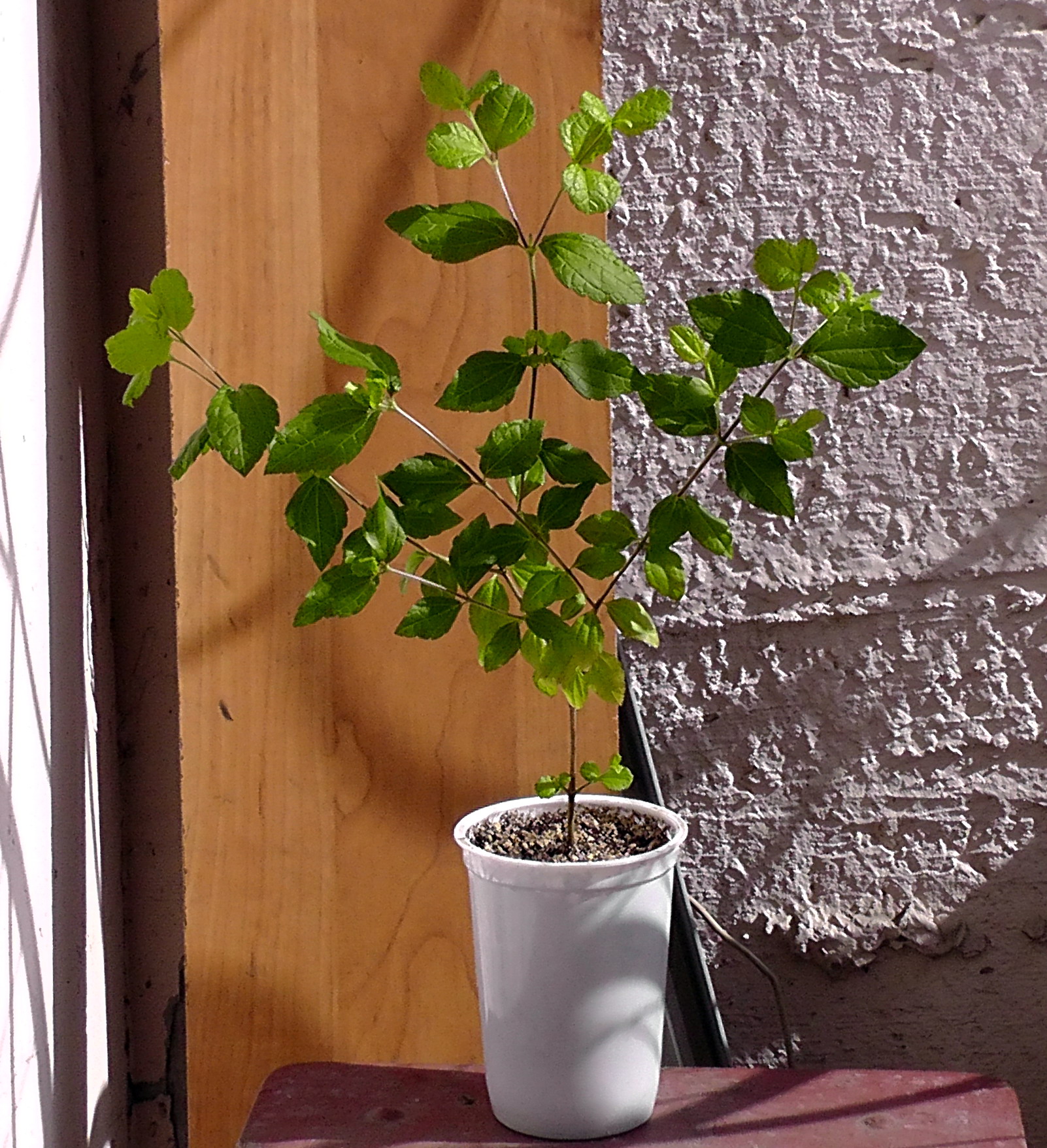 calea ternifolia