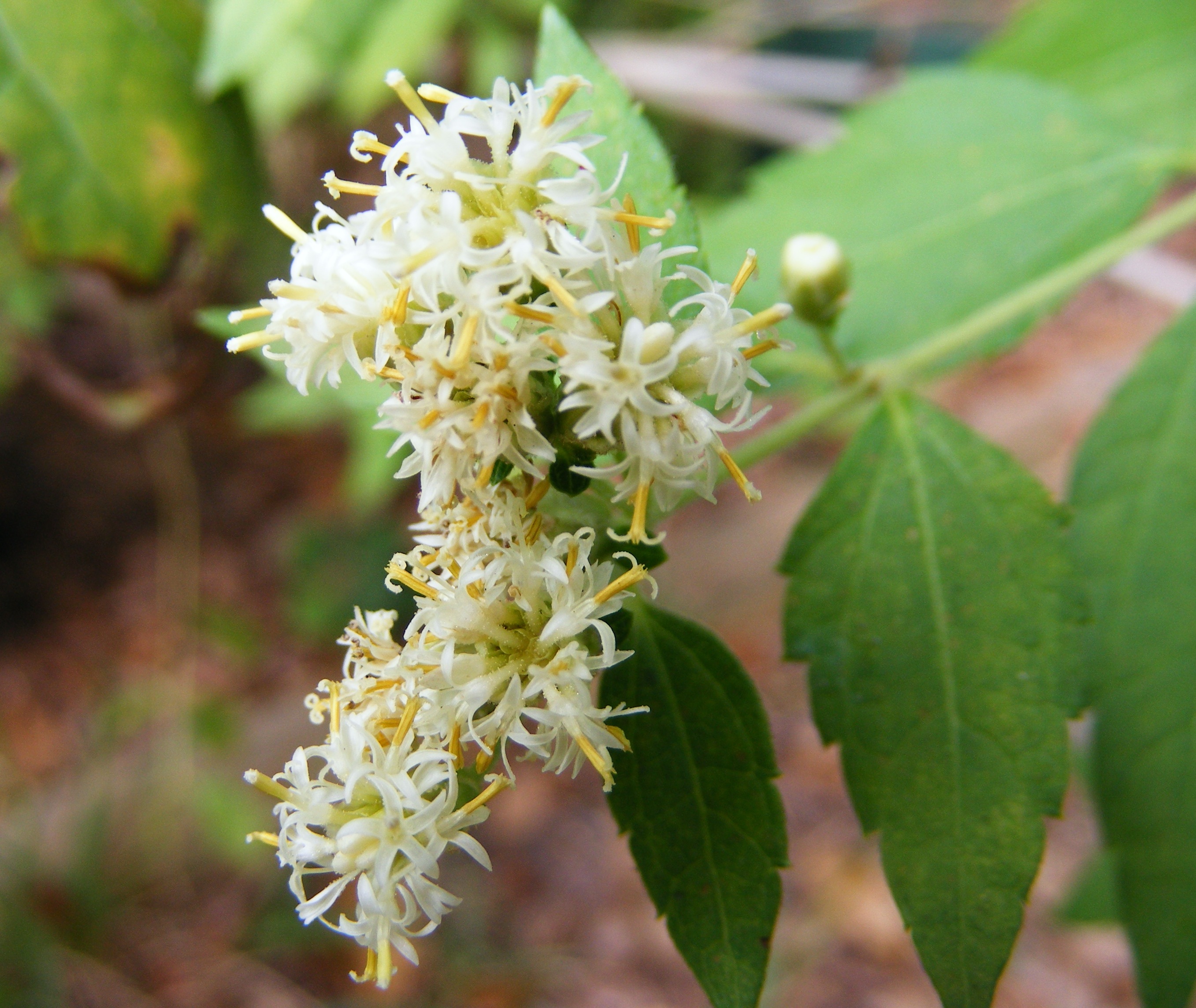 Calea ternifolia (Mexican Dream Herb)