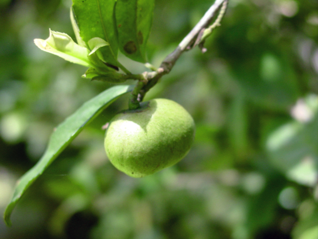 camellia sinensis