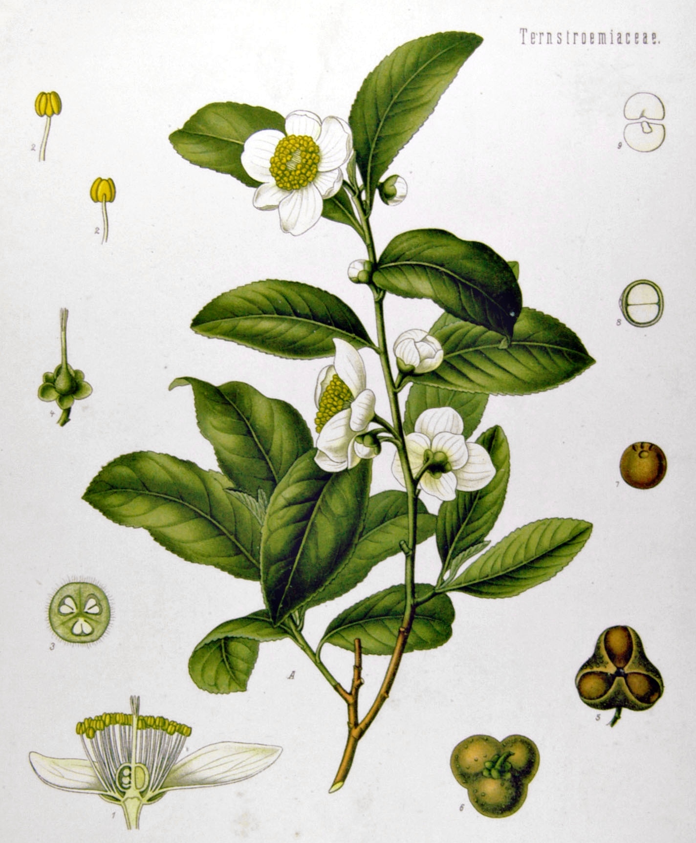 camellia sinensis