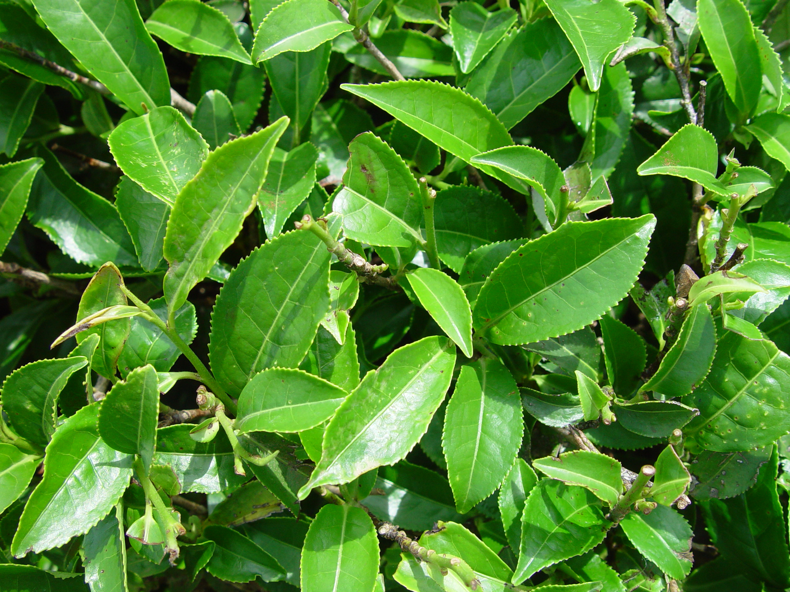Camellia sinensis (Tea Plant)