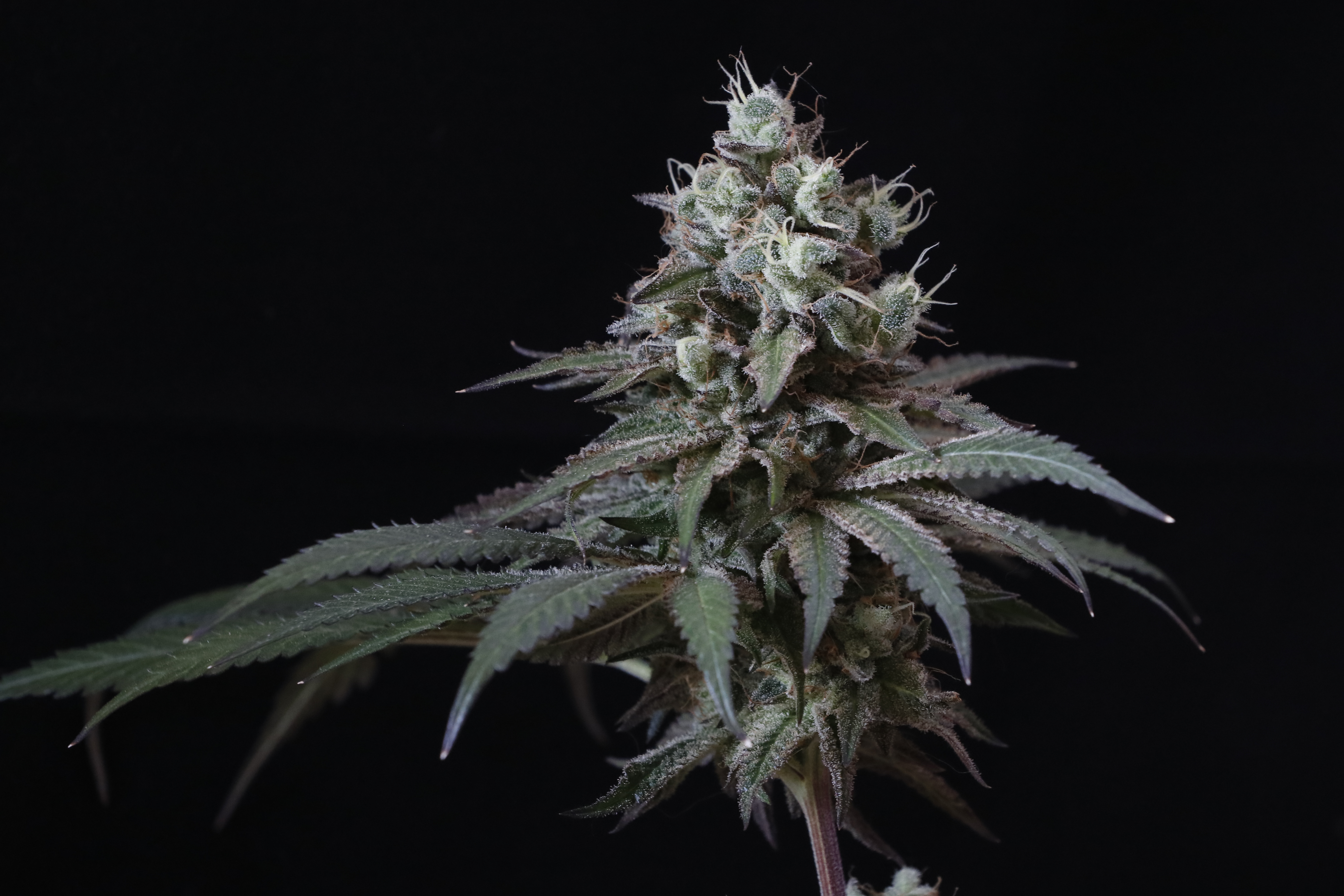 cannabis sativa