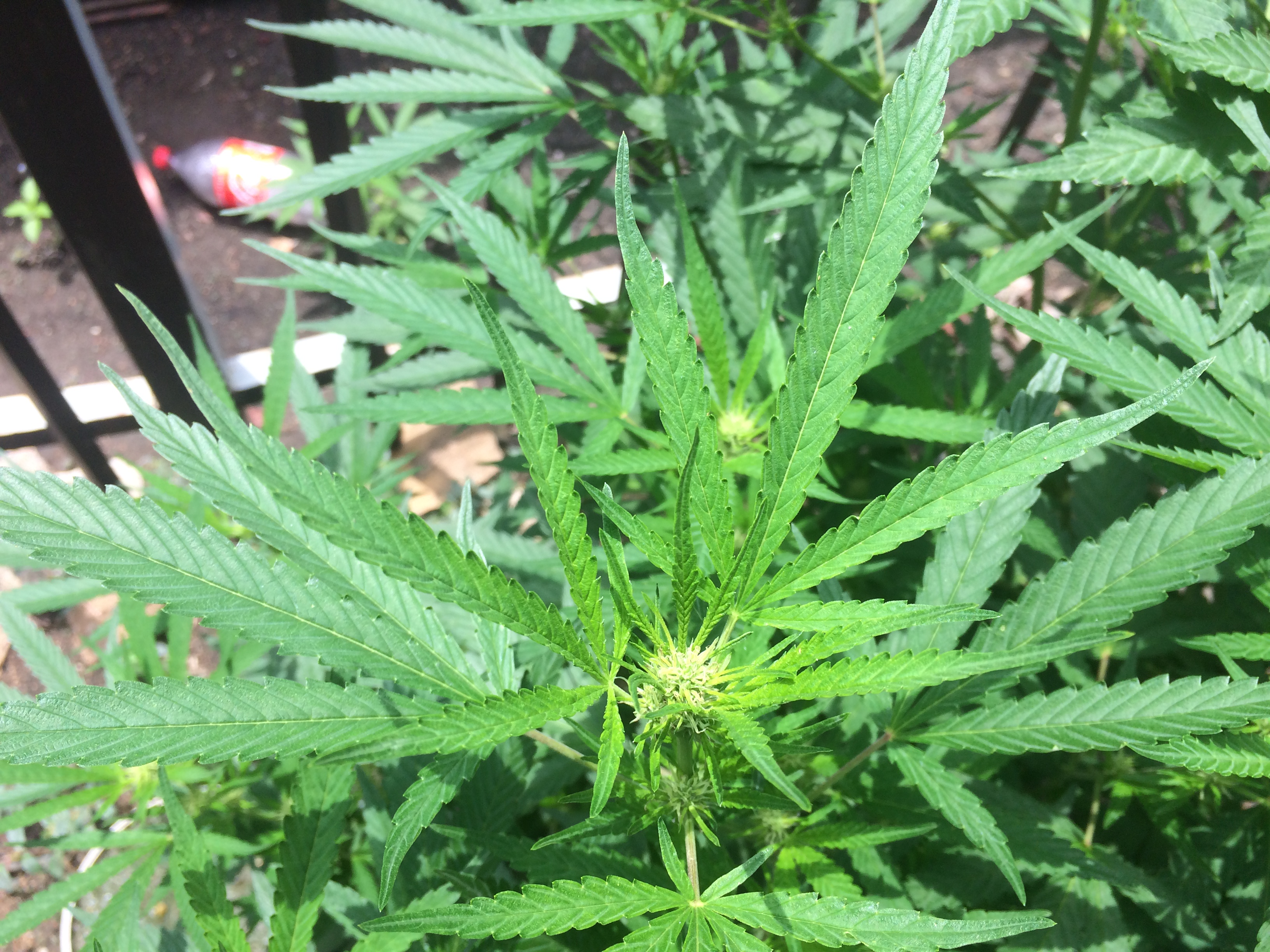 cannabis sativa