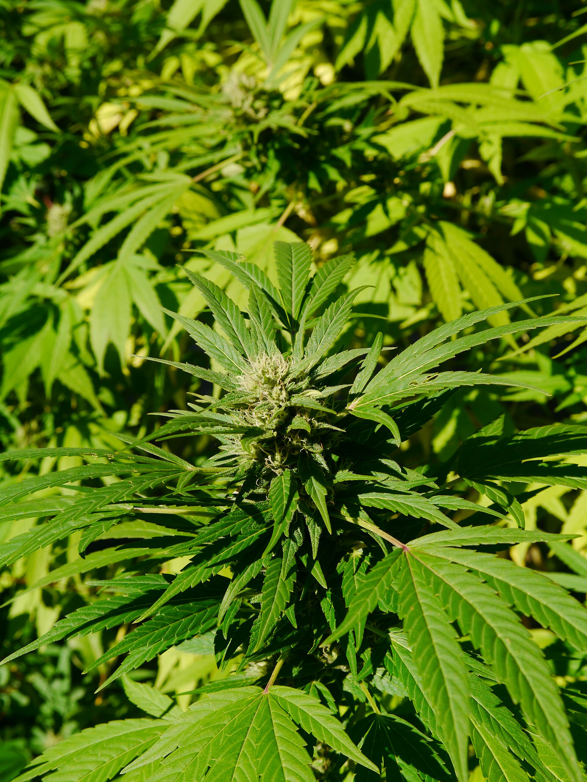Cannabis sativa (Cannabis)