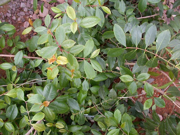 Catha edulis (Khat)