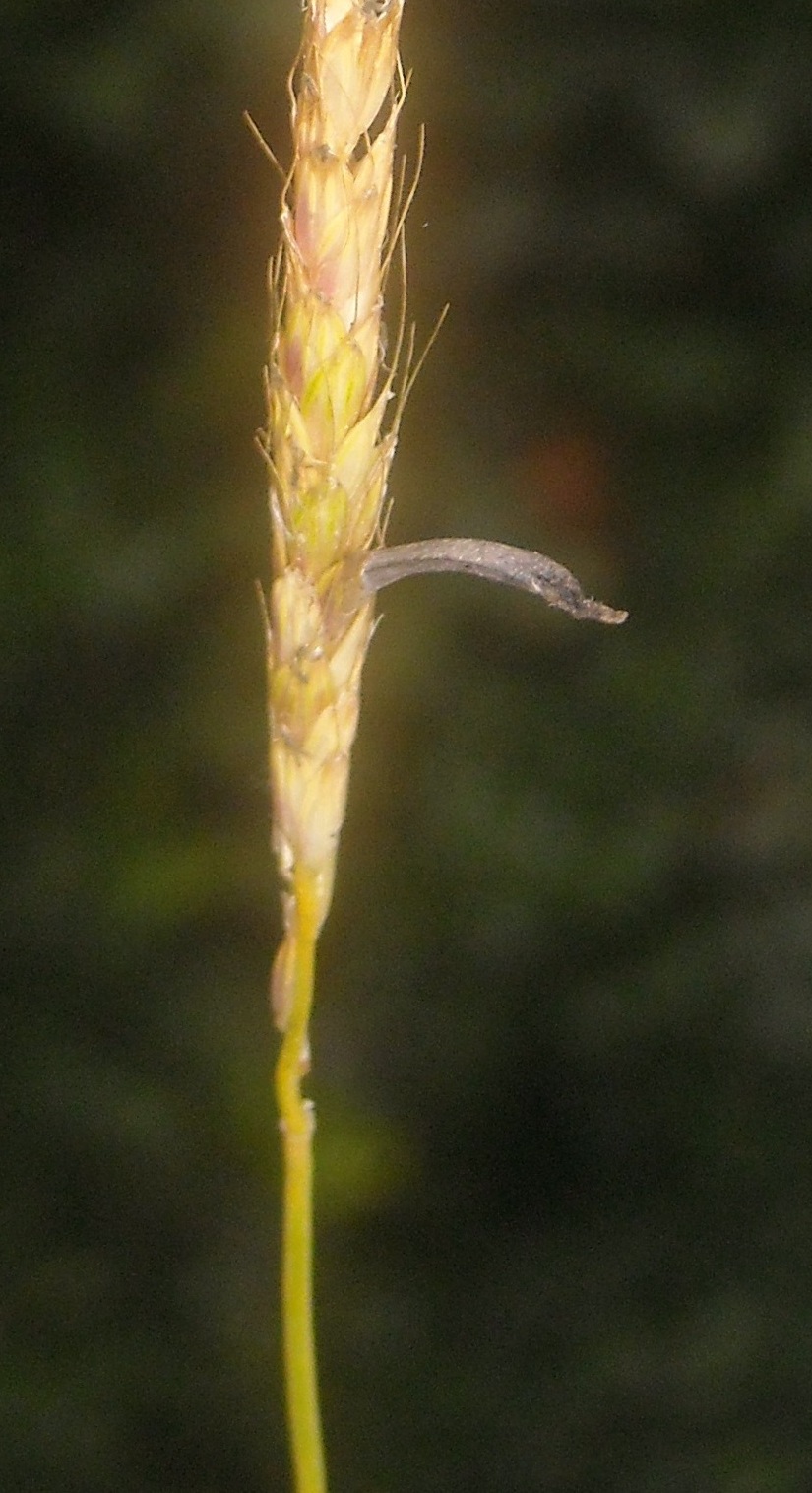 claviceps purpurea