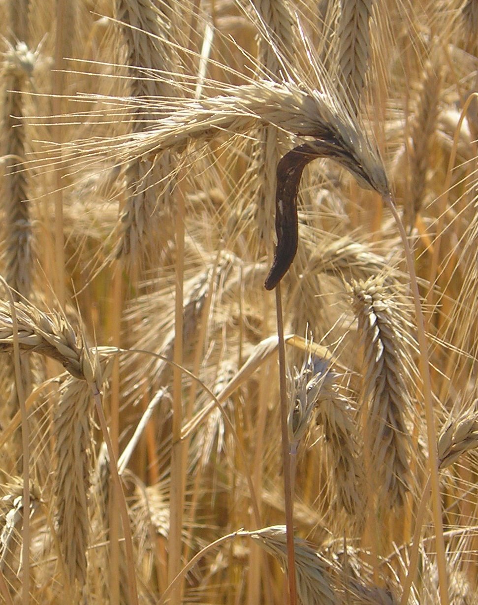 claviceps purpurea