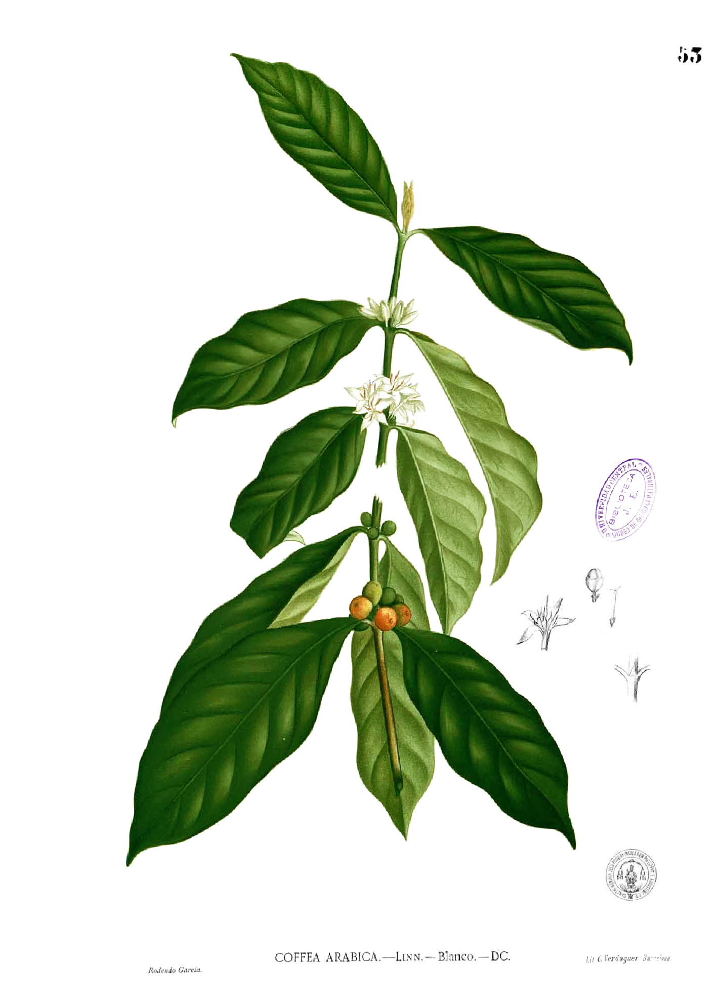 coffea arabica