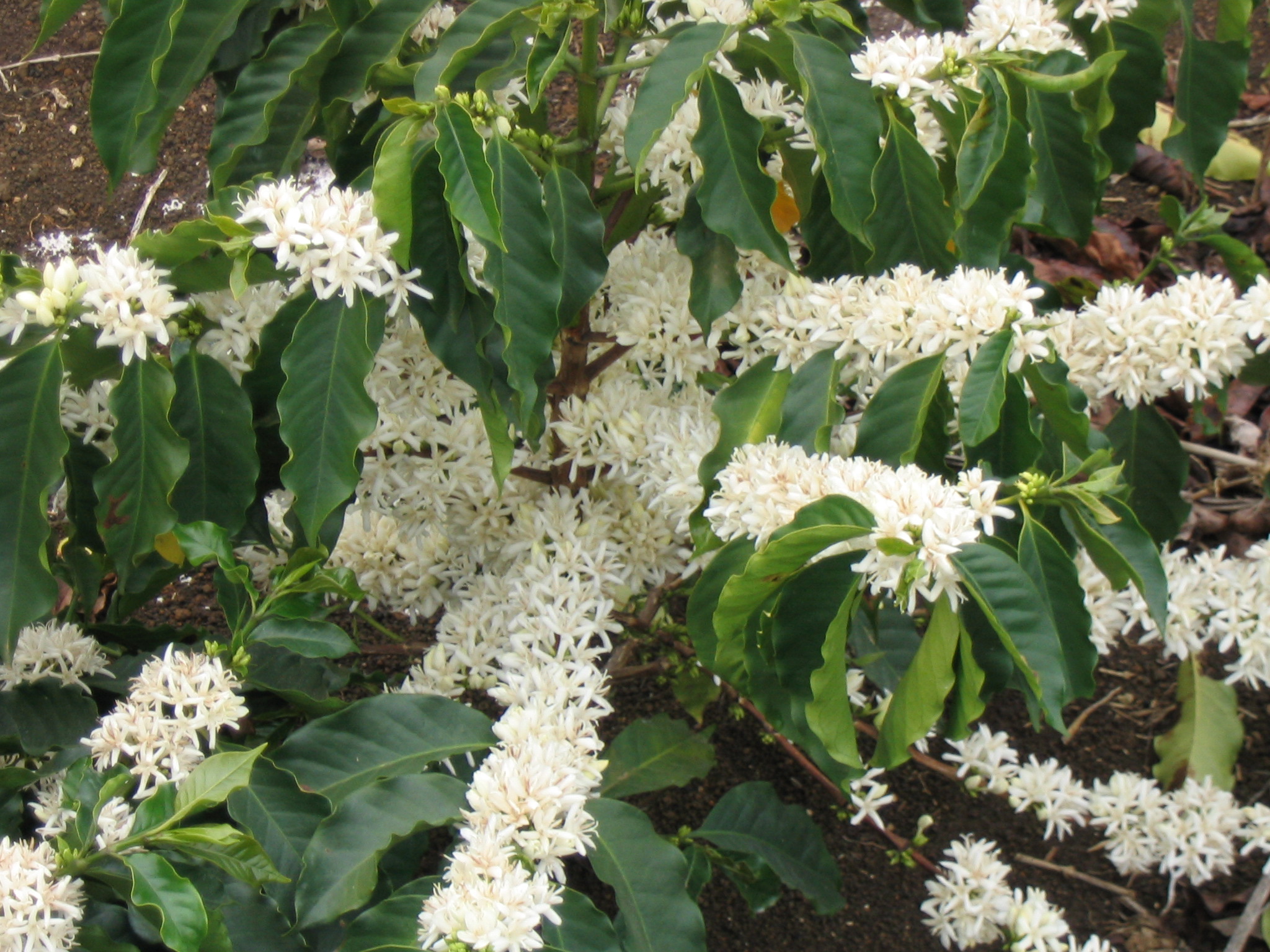 Coffea arabica (Coffee)