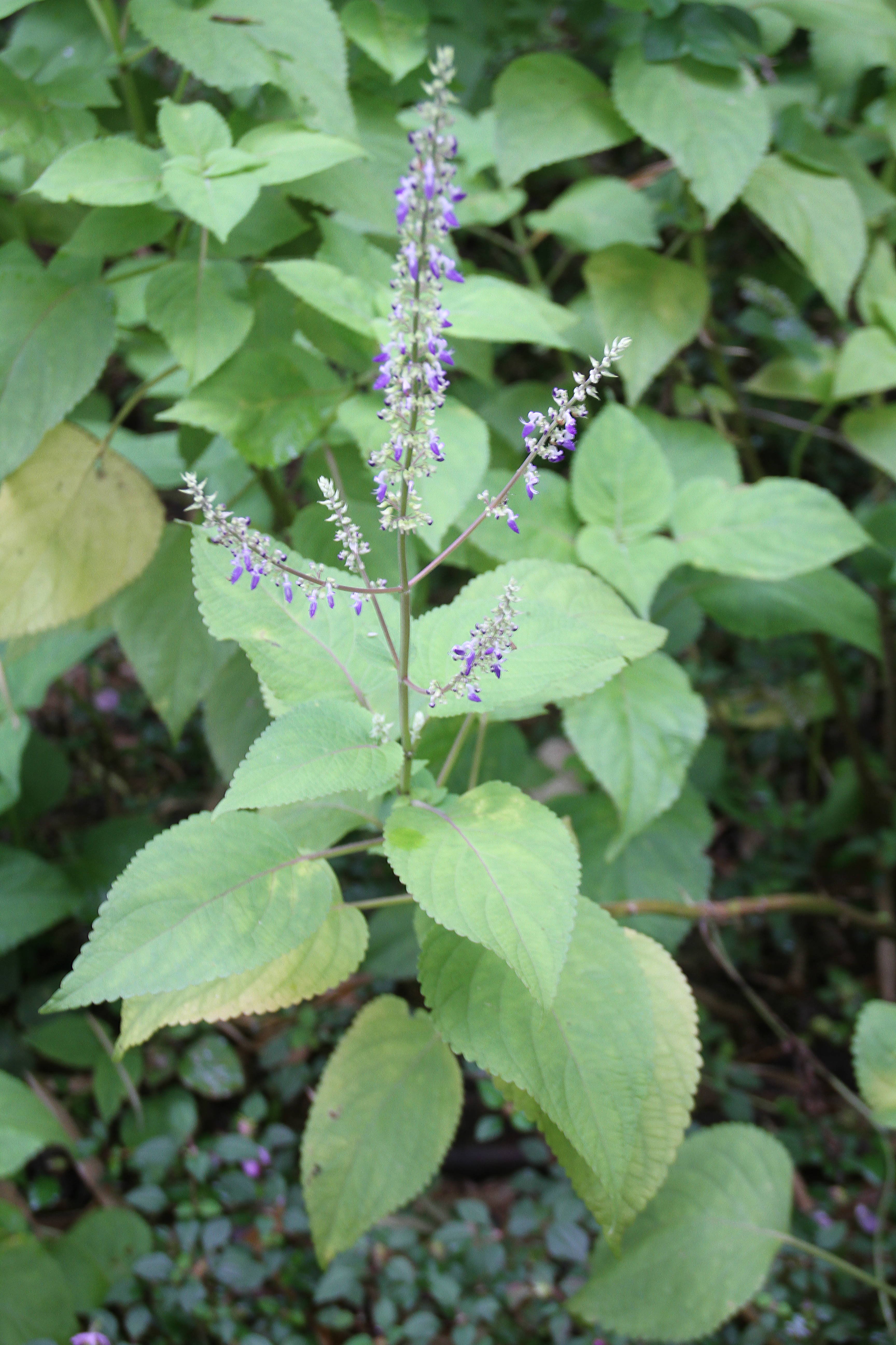Plectranthus scutellarioides (Painted Nettle)