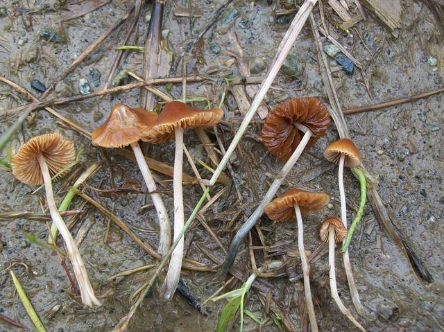 Conocybe cyanopus (Bluefoot Conocybe)