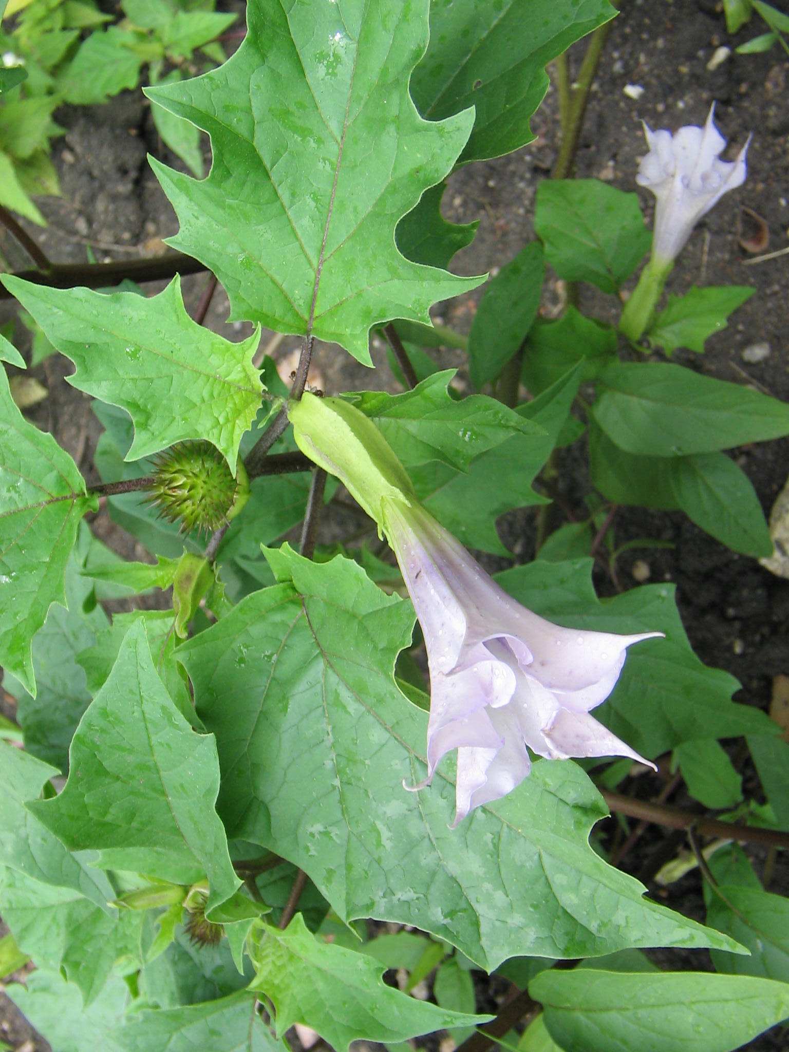 Datura stramonium (Jimsonweed)