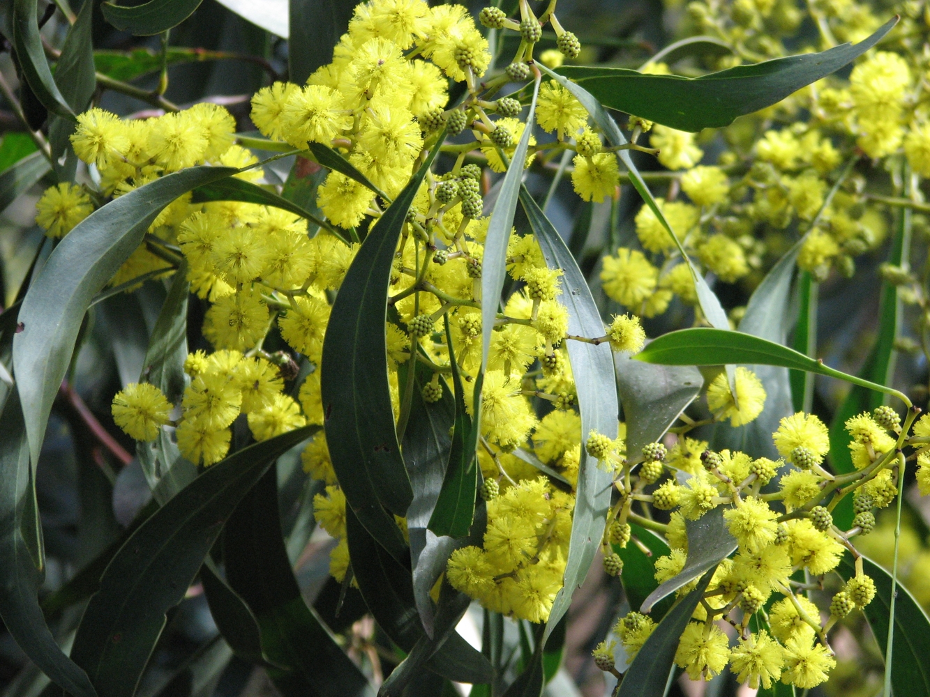 desmanthus illinoensis