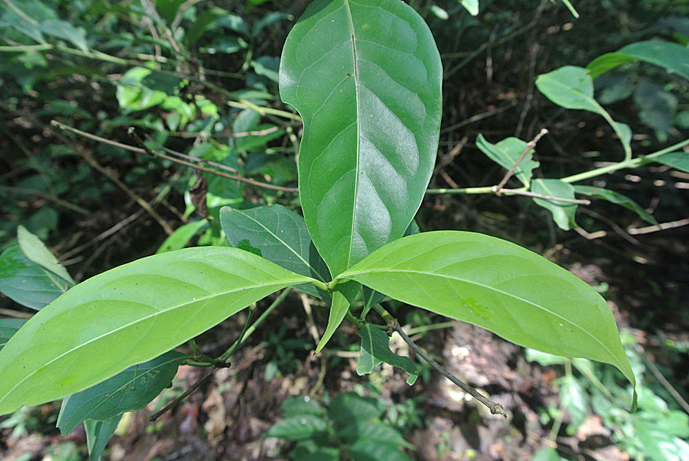 Diplopterys cabrerana (Chagropanga)
