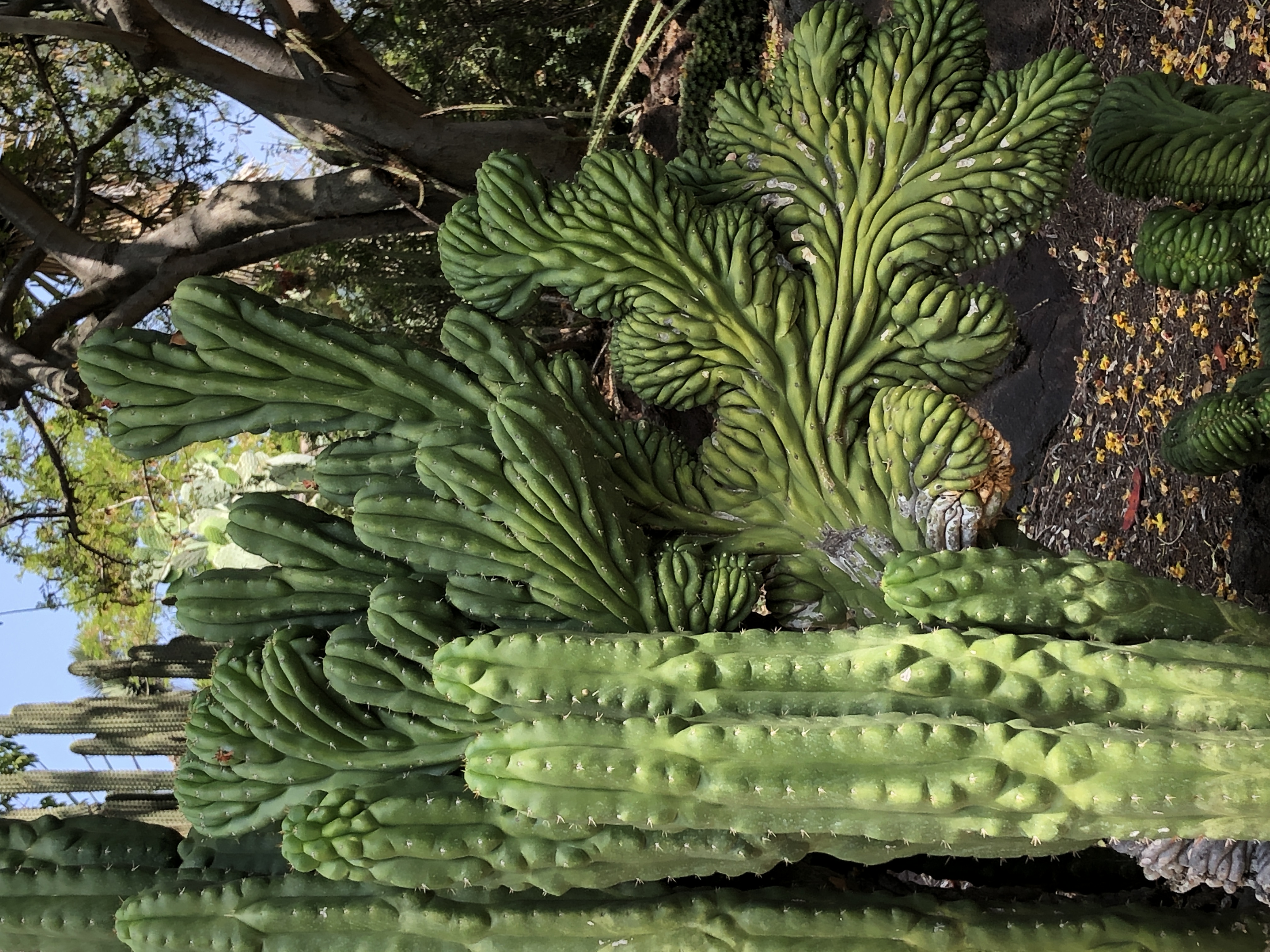 echinopsis pachanoi