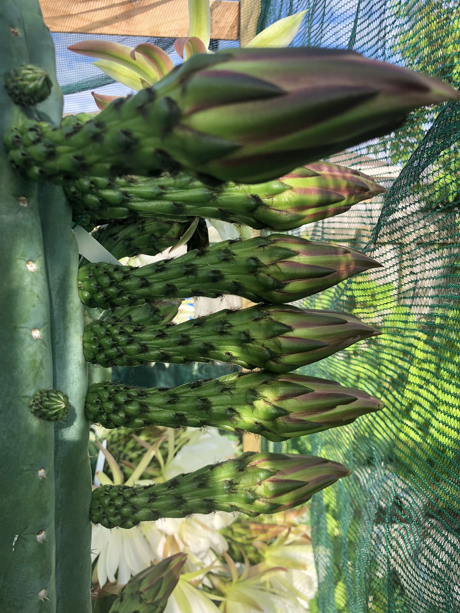 echinopsis pachanoi