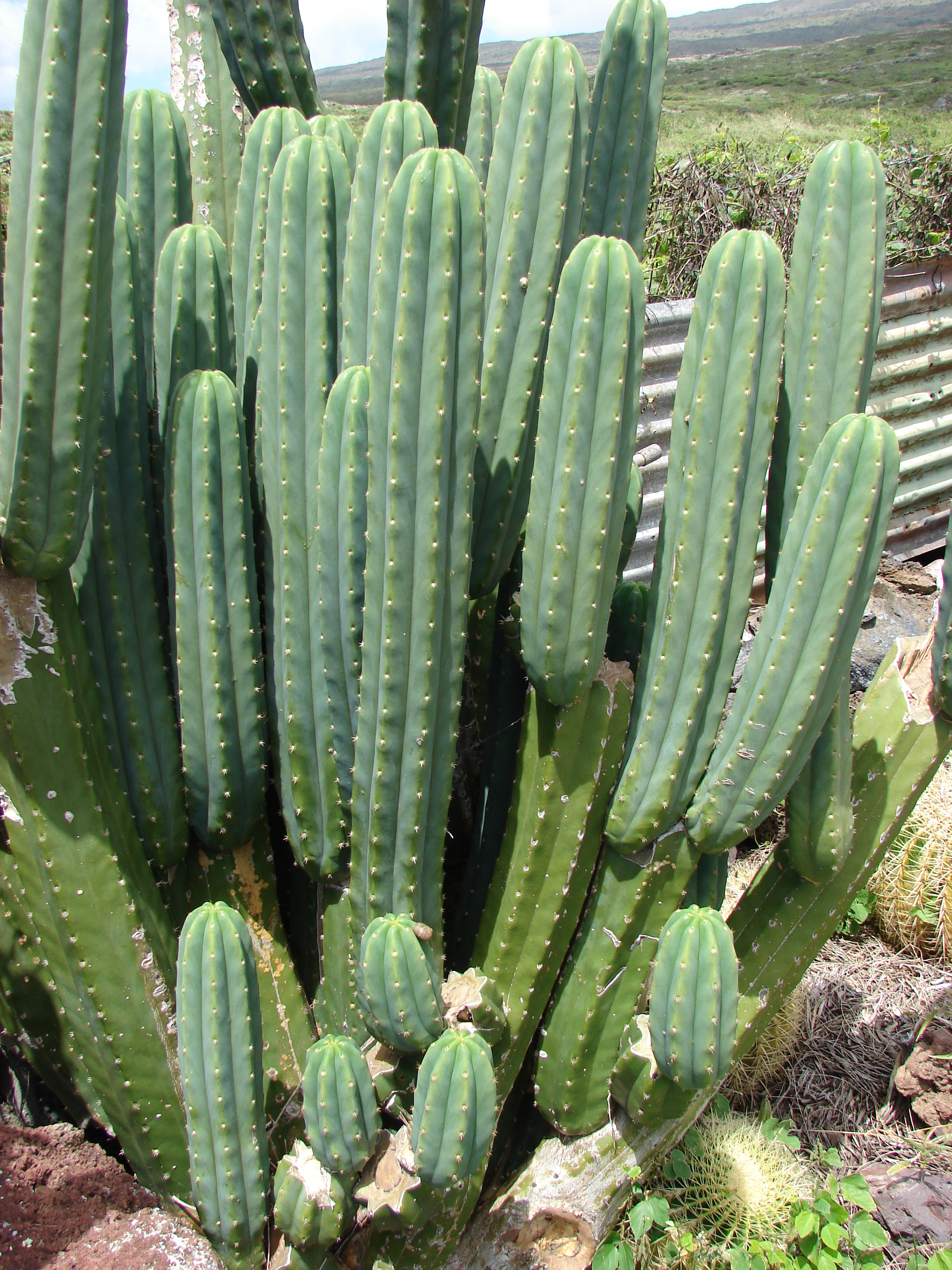 Echinopsis pachanoi (San Pedro)