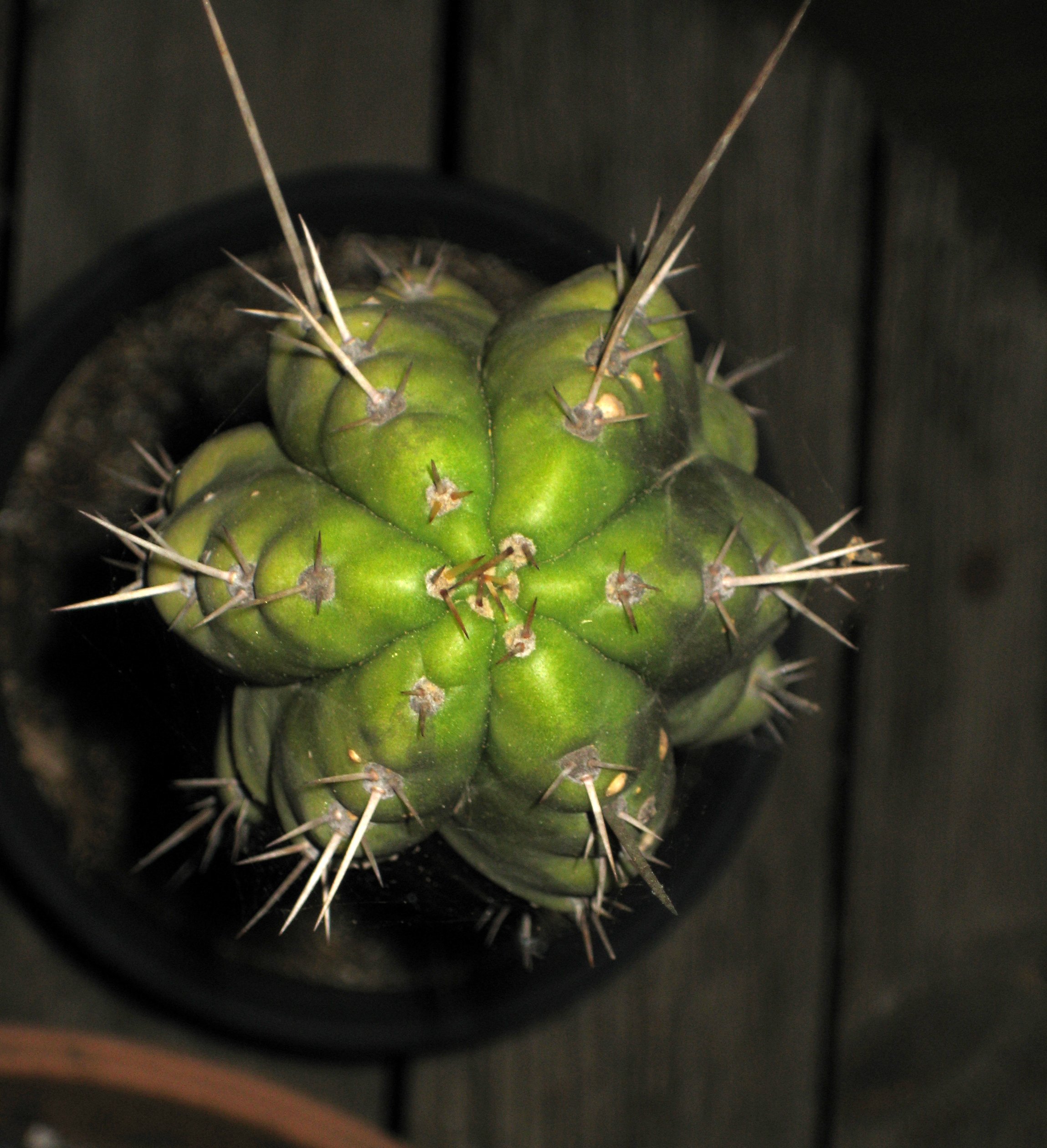 Echinopsis peruviana (Peruvian Torch)