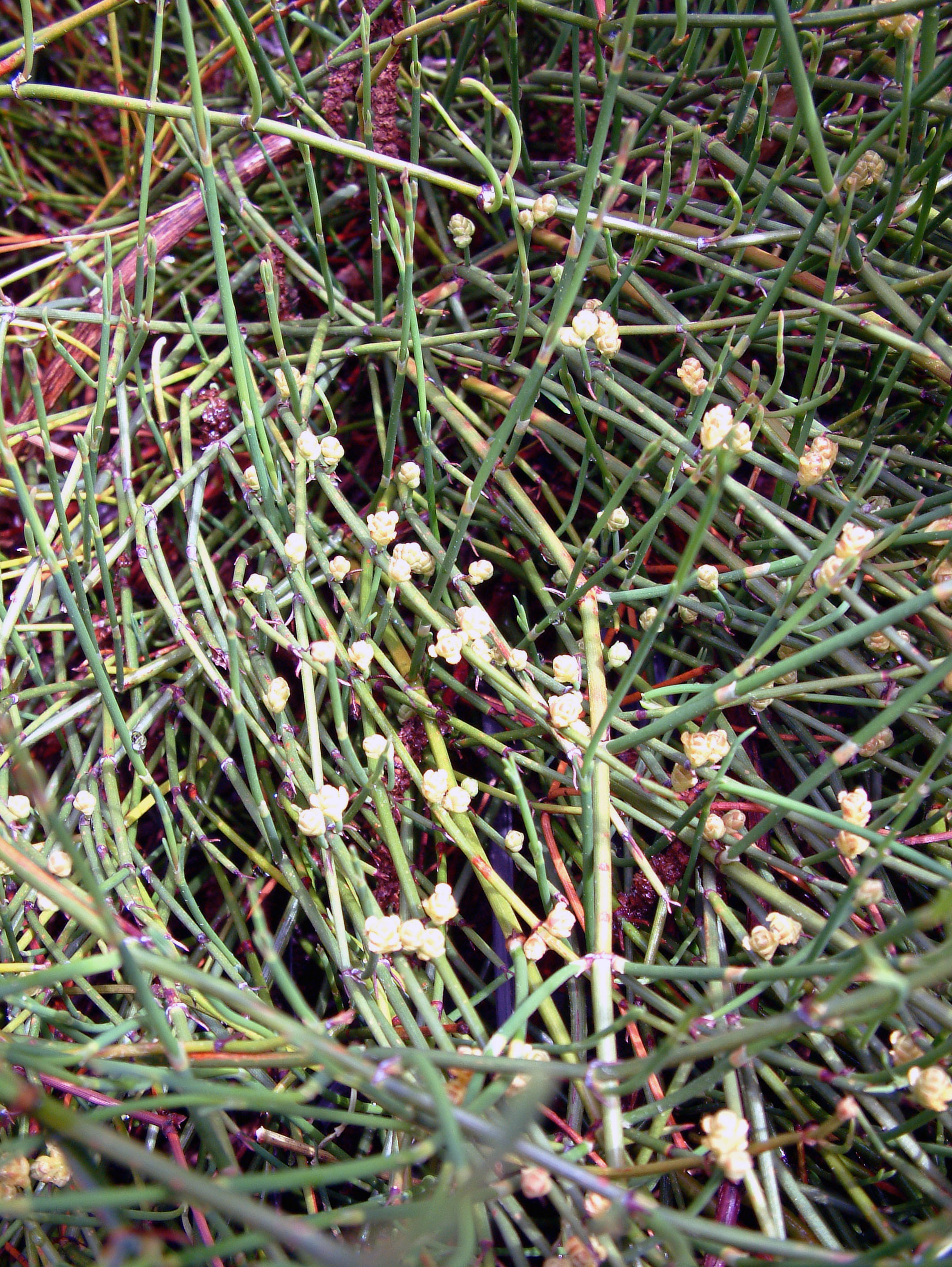 Ephedra sinica (Ma Huang)