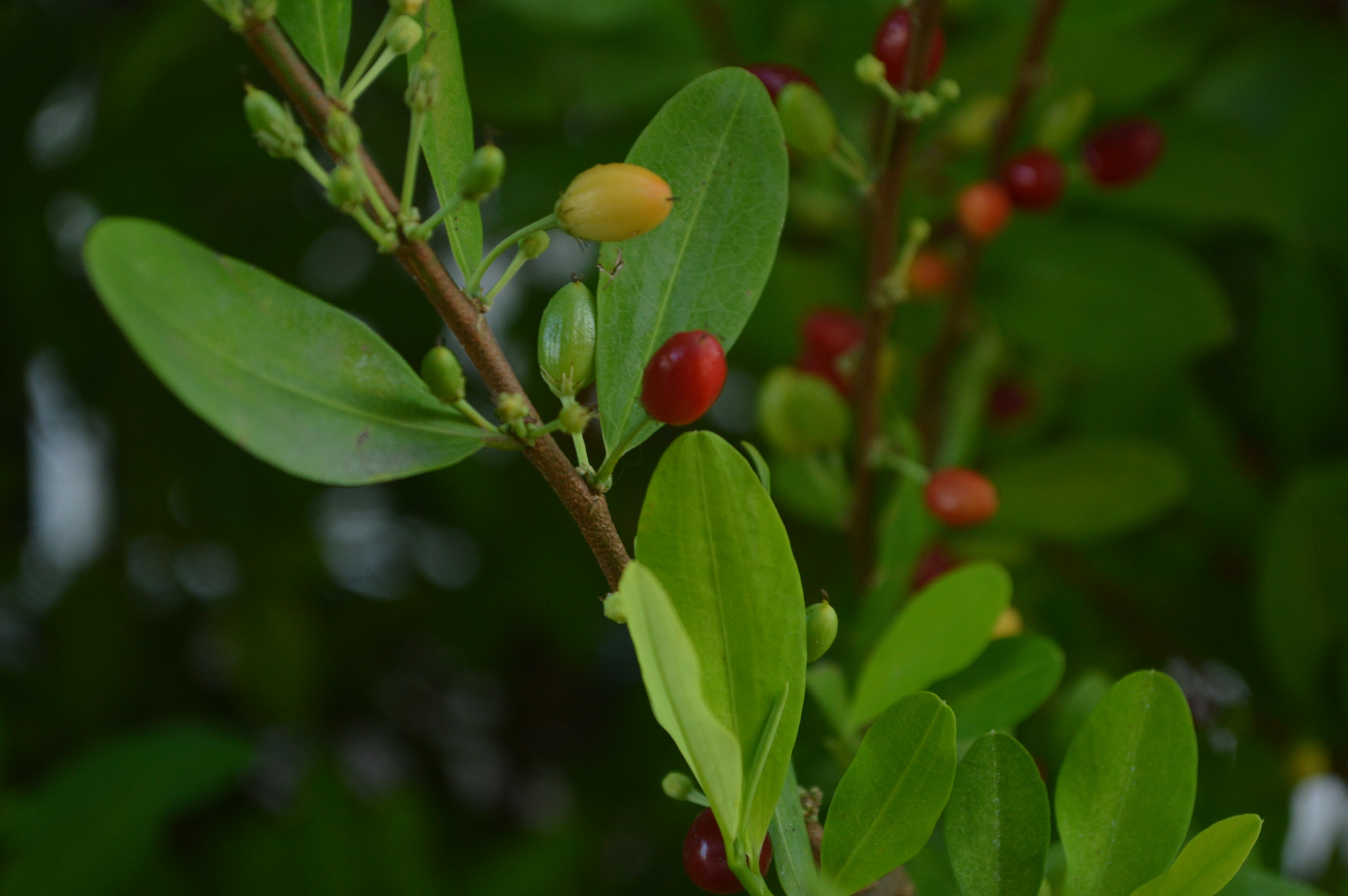 erythroxylum coca