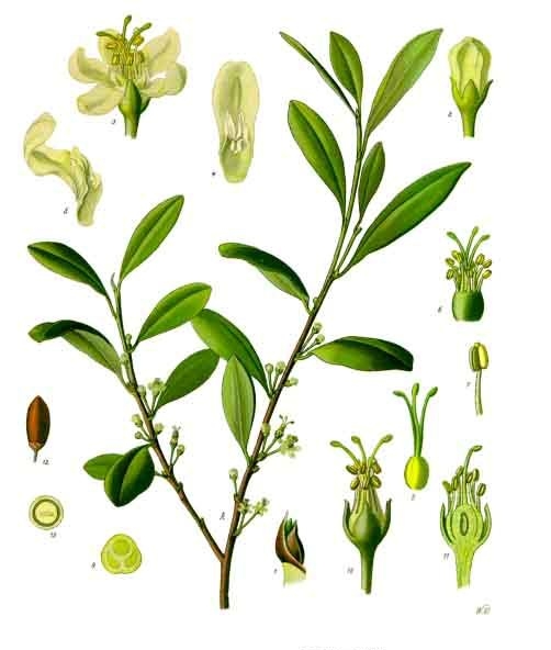 Erythroxylum coca (Coca)