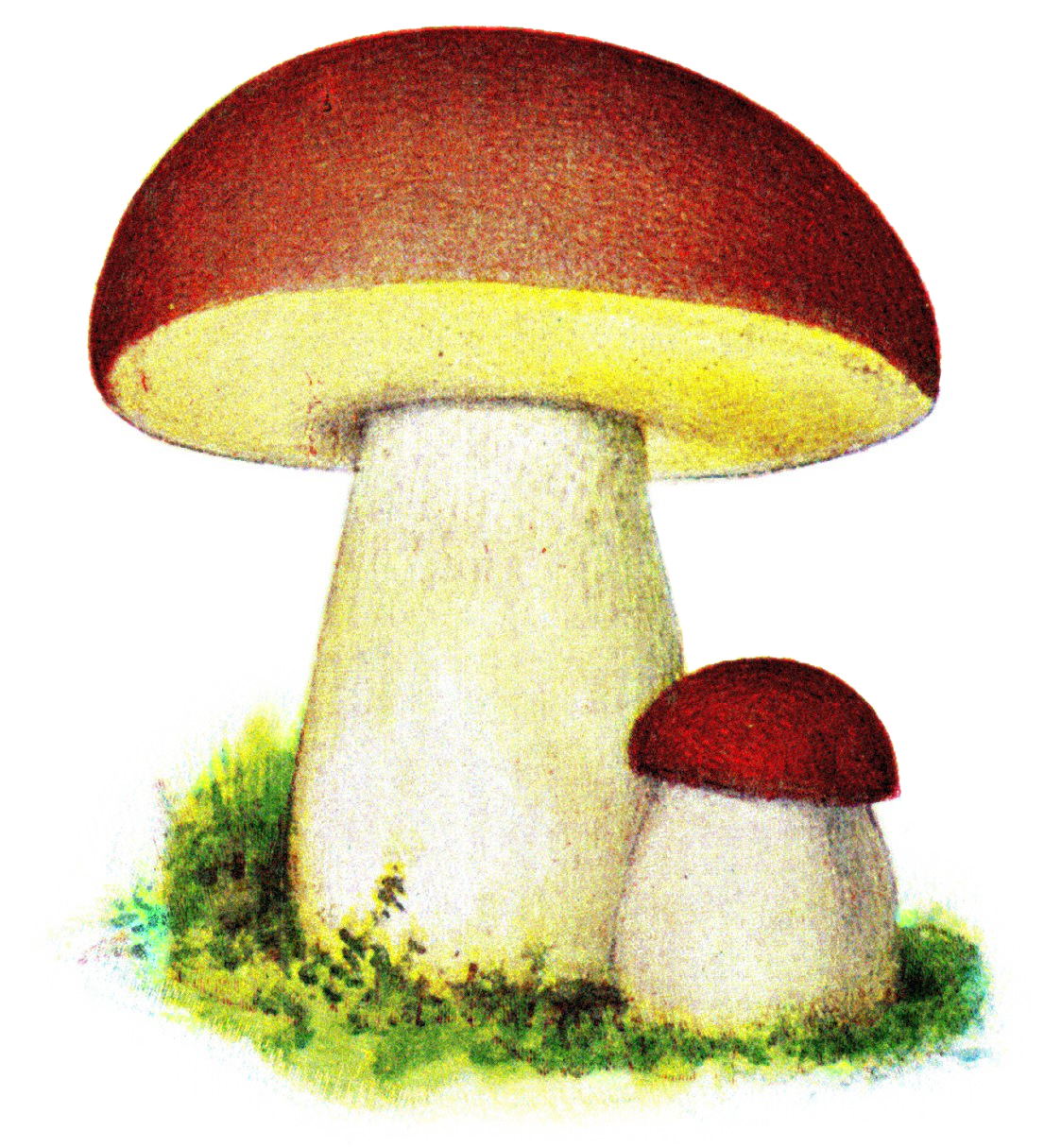 gymnopilus luteoviridis
