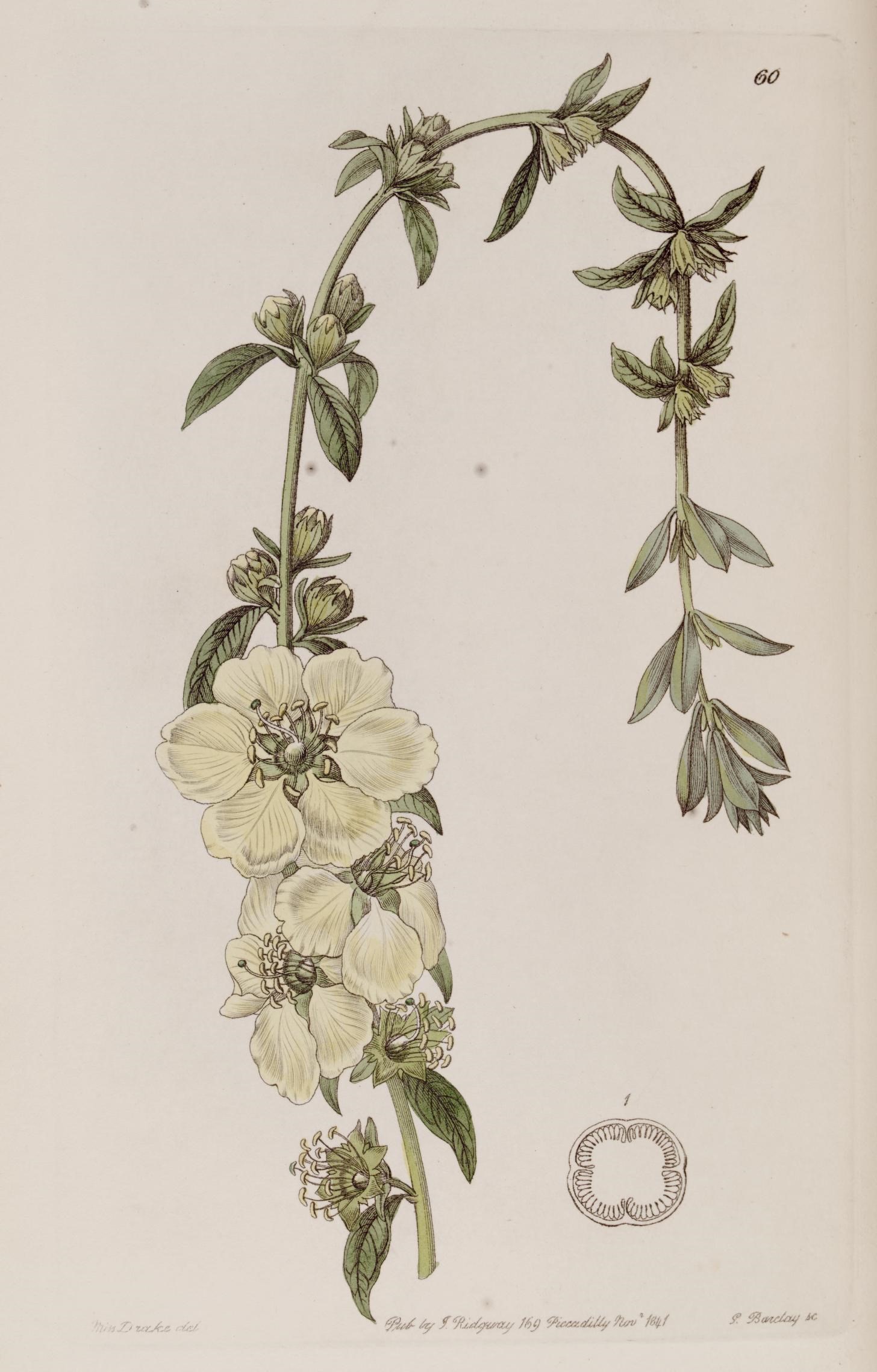 heimia salicifolia
