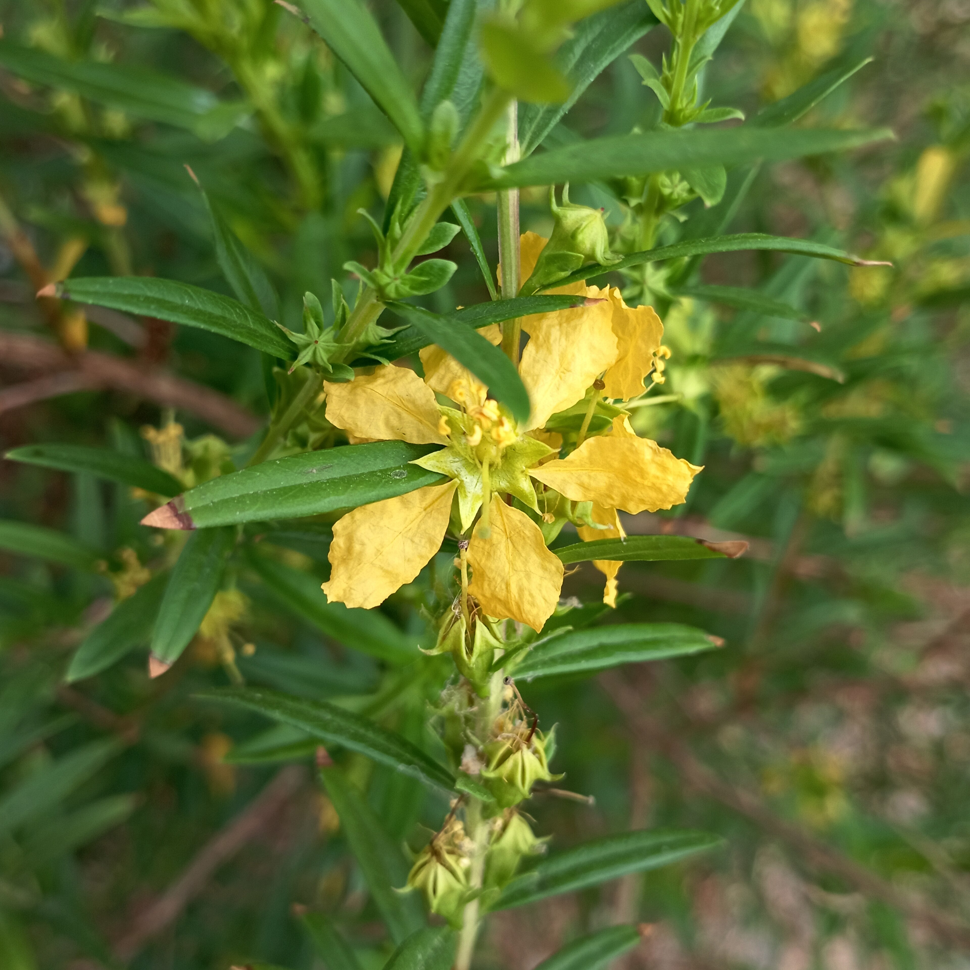 Heimia salicifolia (Sinicuichi)