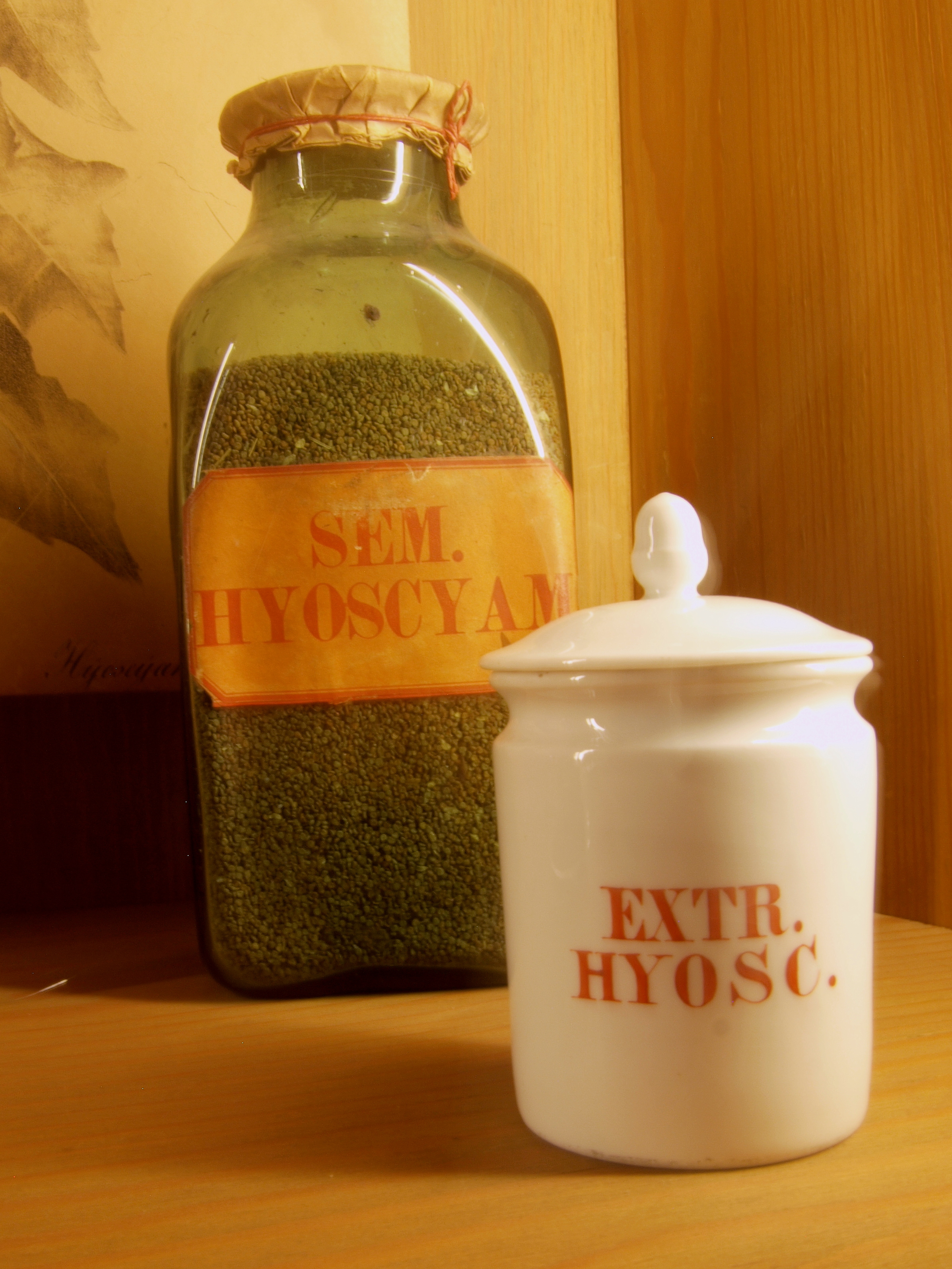 hyoscyamus niger