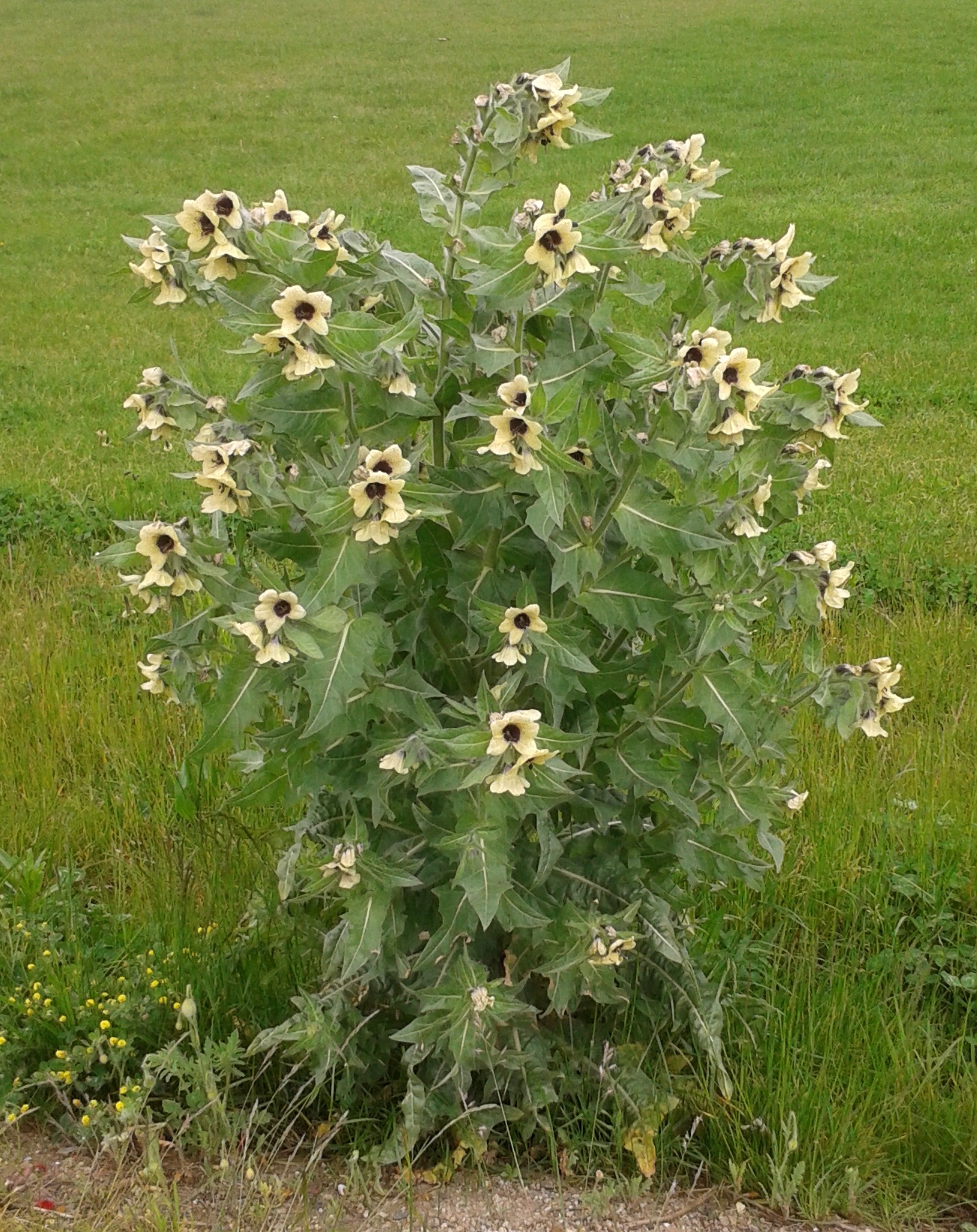 hyoscyamus niger